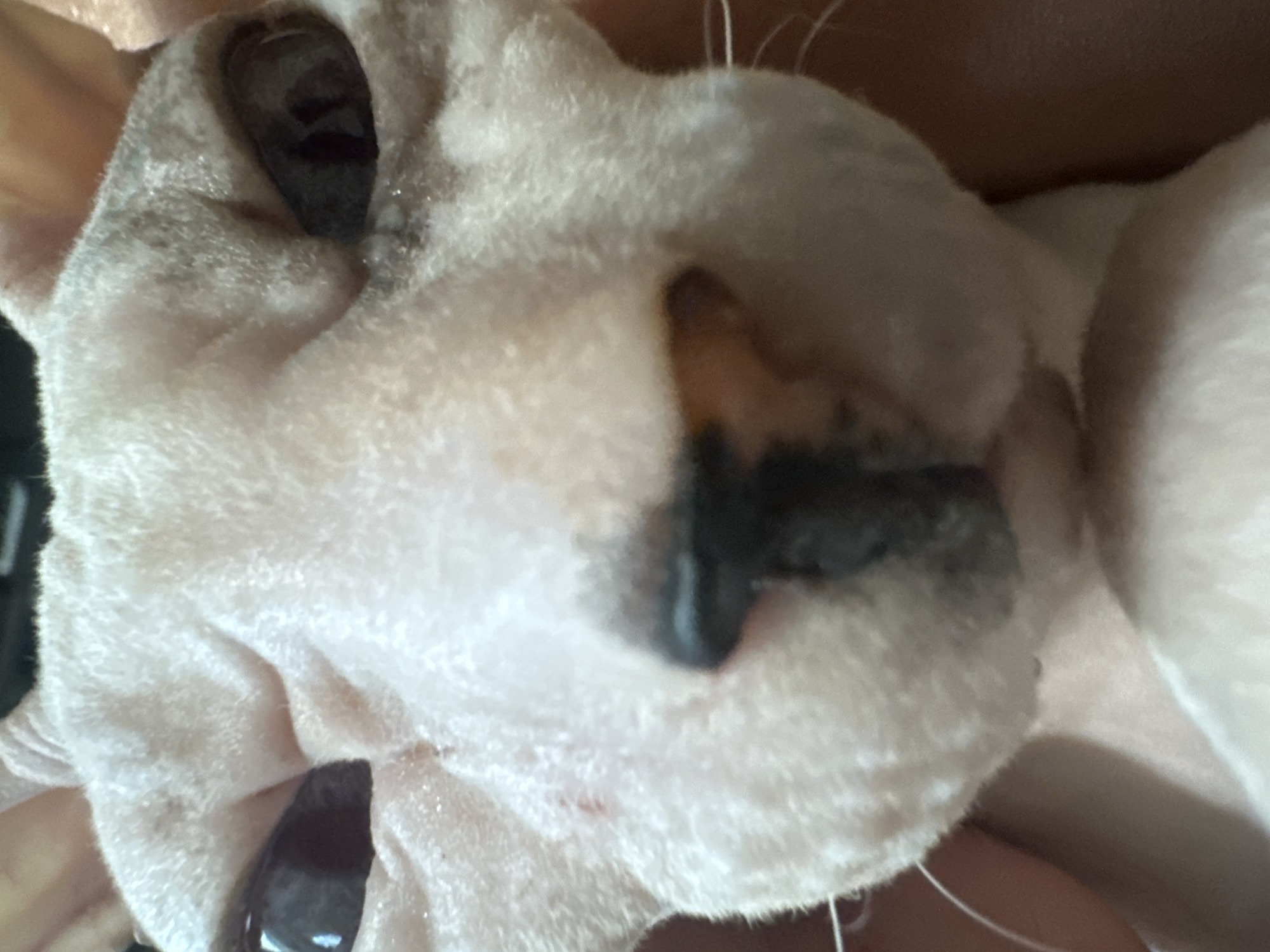 The image shows an extreme close-up of a Sphynx cat's face. The cat's skin is pale pink with some areas of darker pigment around the nose and eyes. The eyes are large, dark, and slightly almond-shaped. The nose is dark and appears wet. There are a few light-colored whiskers visible. The background is out of focus and appears to be a light-colored surface. There is no indication of the city of Togliatti, Russia, or any specific location within it.