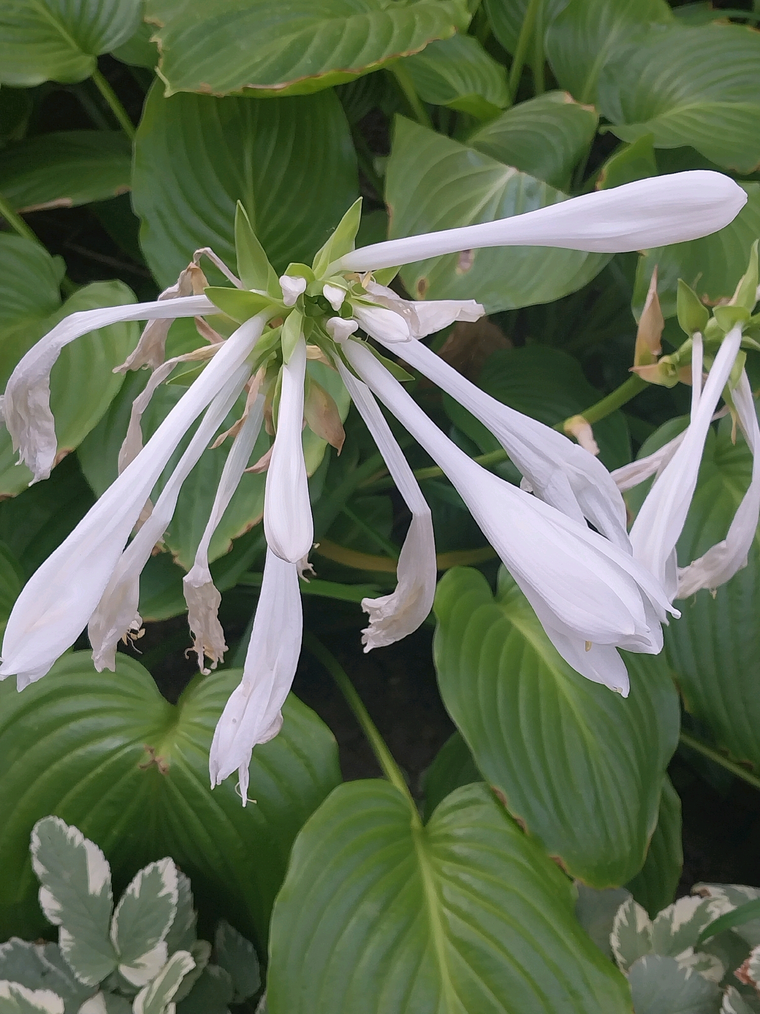 The image is a close-up, overhead shot of a cluster of white, trumpet-shaped flowers with long, narrow petals that droop downwards. The flowers are arranged in an inflorescence, with some appearing more open than others. Several dried, brown remnants of previous blooms are visible amongst the white flowers. The flowers are set against a backdrop of large, dark green, textured leaves, characteristic of a hosta plant. In the lower left corner, a smaller plant with variegated green and white leaves is partially visible. The lighting suggests an outdoor environment, possibly a garden or park, with soft, diffused light. The image is taken in Dnipro, Ukraine.