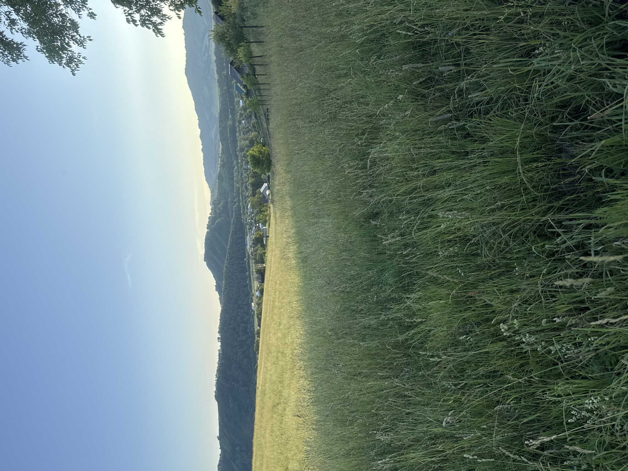This image depicts a pastoral scene in Soloneshnoye, Russia, likely during the late afternoon or early evening. The primary subjects are a vast, undulating landscape dominated by a tall, green meadow in the foreground and mid-ground. The meadow is lush and appears to be an uncultivated field, with individual blades of grass and seed heads clearly visible.
Beyond the meadow, a range of rolling hills and mountains forms the background. These hills are covered in dense vegetation, appearing darker and more rugged than the meadow. Nestled within the valleys between the hills, a small village or settlement is visible, characterized by scattered buildings with light-colored roofs. Trees are interspersed throughout the landscape, with some clusters appearing more densely wooded than others.
The sky occupies the upper portion of the image, transitioning from a pale blue near the horizon to a lighter, almost hazy hue higher up, suggesting the soft light of dusk. A few wispy clouds are present in the sky. On the far left, the dark silhouette of tree branches with leaves frames the scene, suggesting the viewer is positioned on the edge of a wooded area looking out over the meadow and village.
The overall mood conveyed is one of tranquility and natural beauty. The absence of people or overt activity suggests a peaceful, quiet moment in a rural setting. The lighting indicates a time of day when the sun is low, casting a warm, soft glow over the landscape. The location cues, such as the style of the village buildings and the type of vegetation, are consistent with a rural area in Russia. There is no visible text in the image.