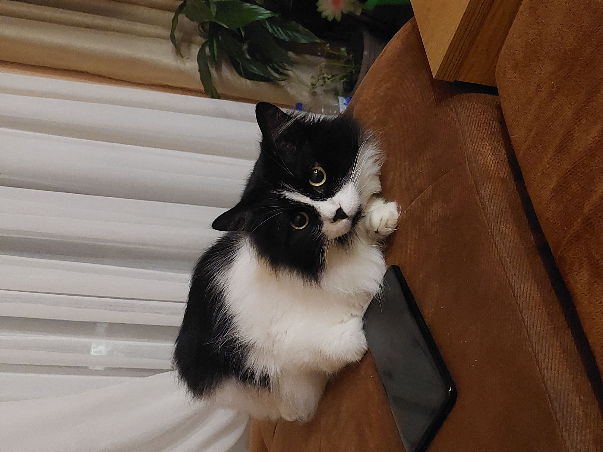 A fluffy black and white cat, with prominent golden-yellow eyes, gazes directly at the camera with a curious and attentive expression. The cat has a mostly black head and back, with a distinctive white muzzle, chest, and paws, suggesting a long-haired breed. It is perched on the armrest or back cushion of a textured, brown couch, which appears to be made of corduroy or a similar fabric. A dark-colored smartphone lies flat on the brown surface next to the cat's body.
In the background, white horizontal blinds or pleated curtains are visible, suggesting an indoor setting near a window. Above and behind the cat's head, green foliage and some light-colored decorative flowers are present, indicating indoor plants. A part of a wooden furniture item is also visible in the upper right corner of the frame. The overall scene suggests a cozy home environment. The cat appears calm and inquisitive. No visible text is present in the image. The location context provided for this media file is Plovdiv, Bulgaria.