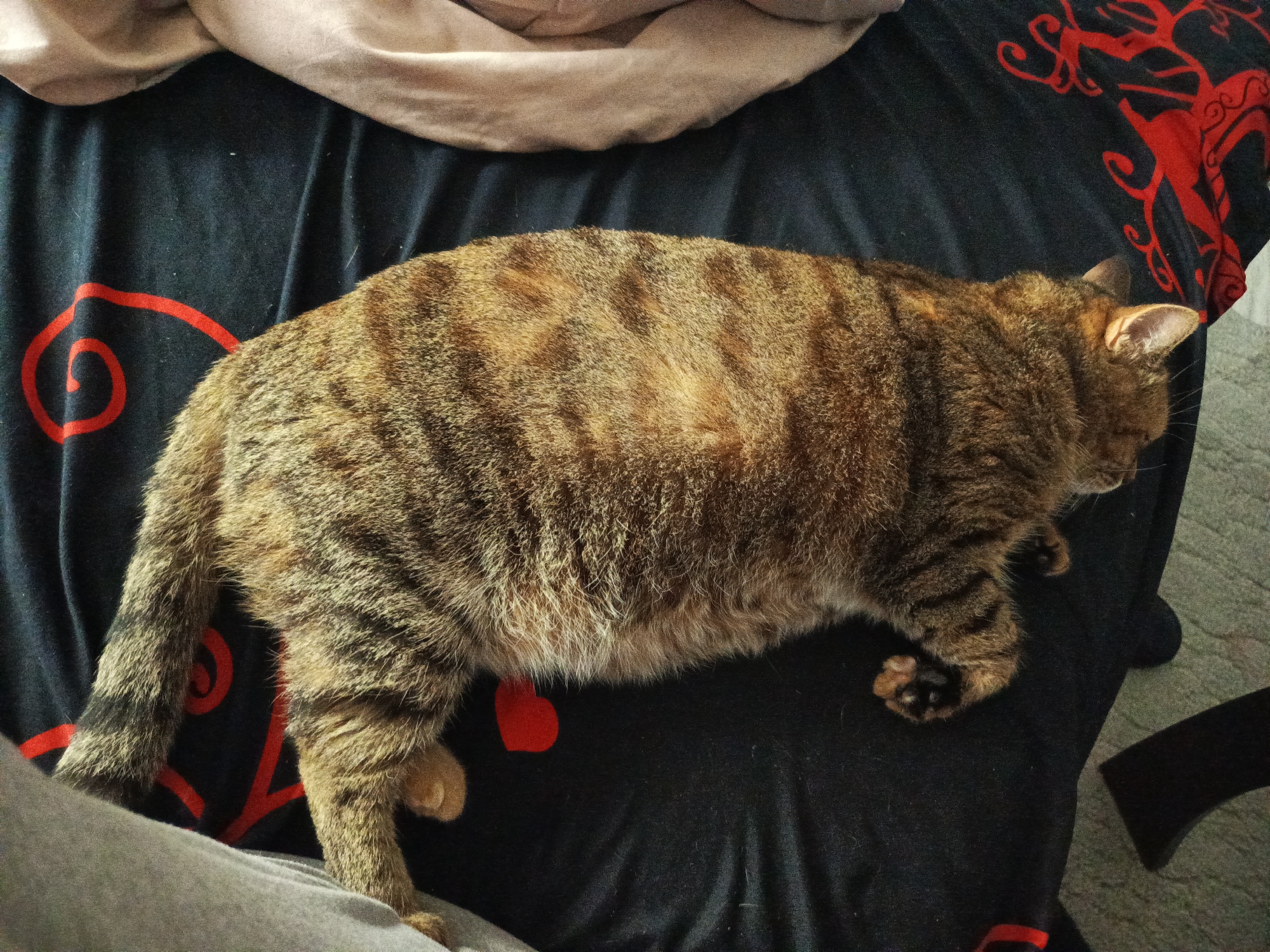A brown tabby cat rests on a black bedspread with red designs. A tan blanket is visible in the upper left corner. The cat's head is turned to the right, with its tail extending to the left.
