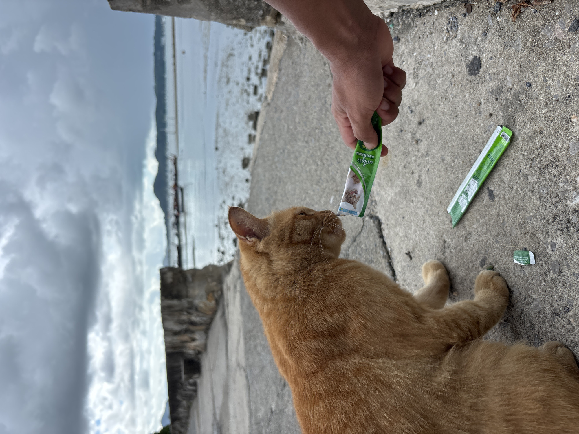 An orange cat is being fed from a green treat packet by a person's hand on a concrete walkway. The walkway runs along a body of water with boats in the distance. The sky is overcast. The location is identified as Rawai, Thailand.