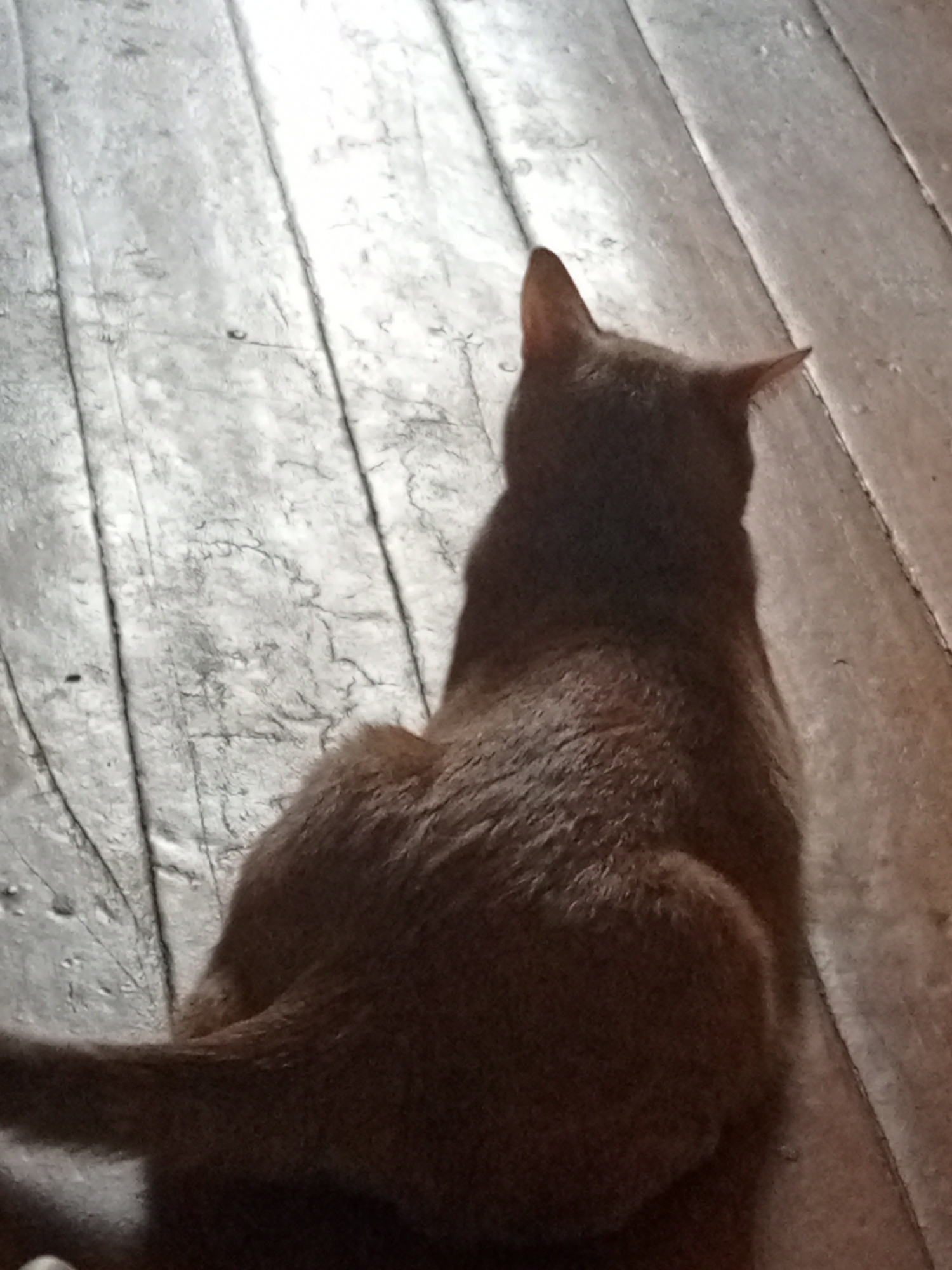 A reddish-brown cat sits on a wooden floor, with its back to the viewer. The cat's tail extends to the left of the frame. The wooden floor has visible grain and variations in color. The location in the city of Chaikovsky, Russia, is not discernible from this image.