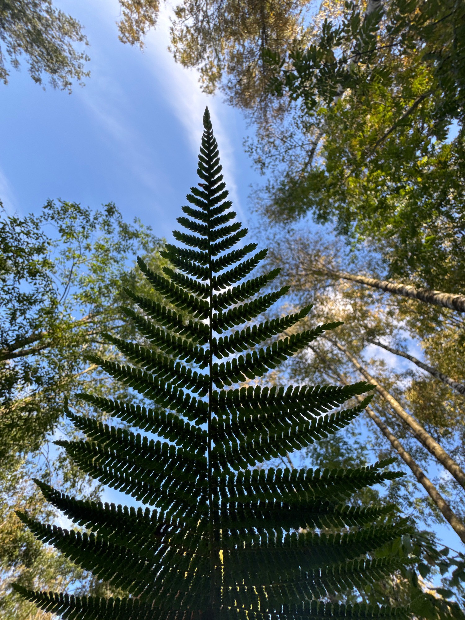 The image shows a low-angle view of a fern frond in silhouette against a bright blue sky with wispy white clouds. The frond, dark green and detailed, dominates the foreground and center of the frame, its serrated edges clearly visible. In the background, out of focus, are the tall, slender trunks of birch trees and the green and golden foliage of their canopy. The sky is visible through the gaps in the leaves and between the fronds of the fern. The scene appears to be set in a forest, likely during daylight hours. There are no people or animals visible in the image. The location is identified as Innolovo, Russia.
