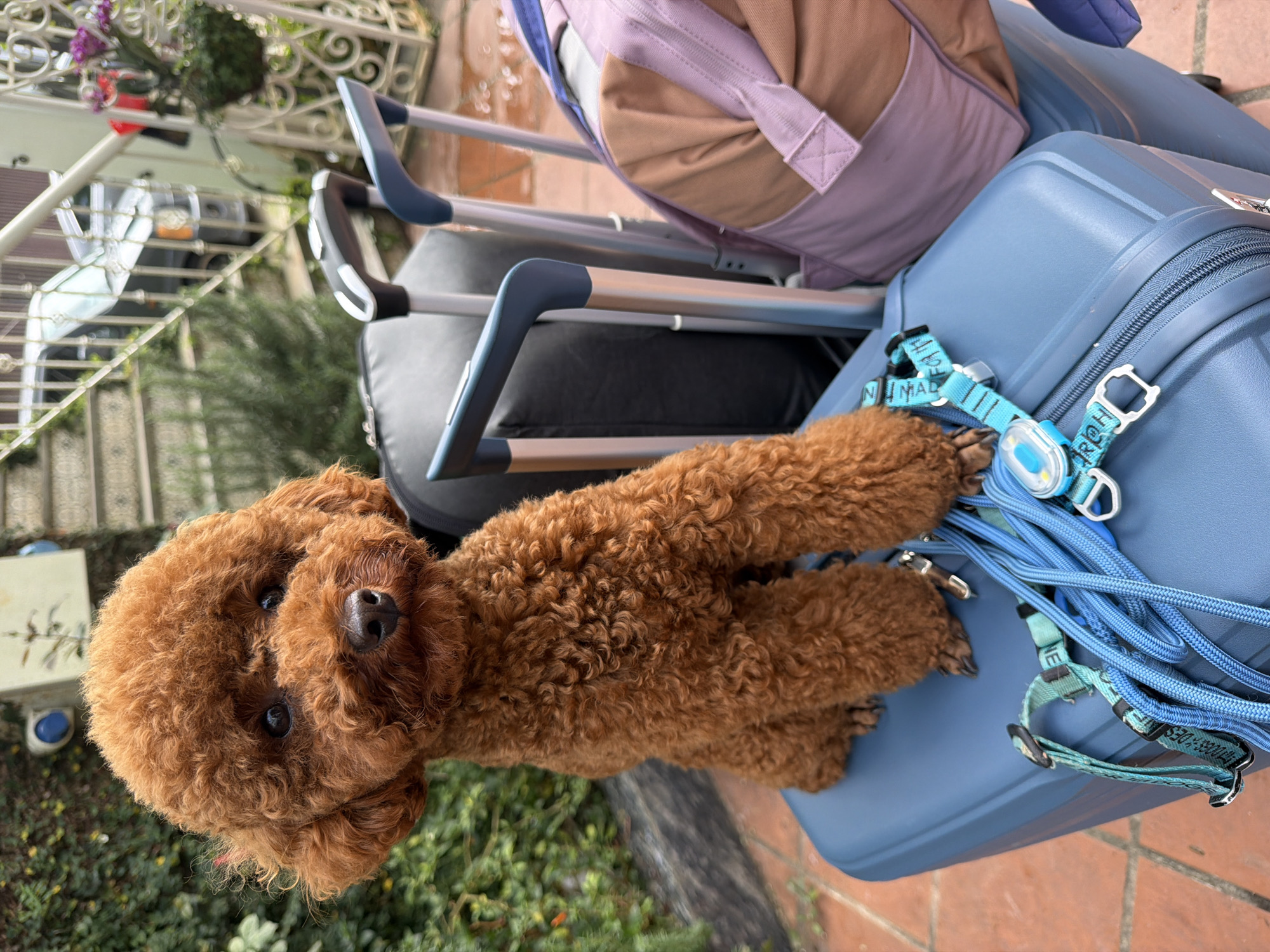 A small, reddish-brown poodle sits on a blue suitcase. The poodle is facing the camera with its head slightly tilted. The suitcase is in the foreground, and behind it are two other suitcases, one black and one pink and brown. A blue leash and a teal harness are draped over the blue suitcase. The background shows a staircase, a car, and greenery. The scene appears to be outdoors, possibly in a courtyard or driveway. The location is identified as Xuân Trường - Đà Lạt, Vietnam.