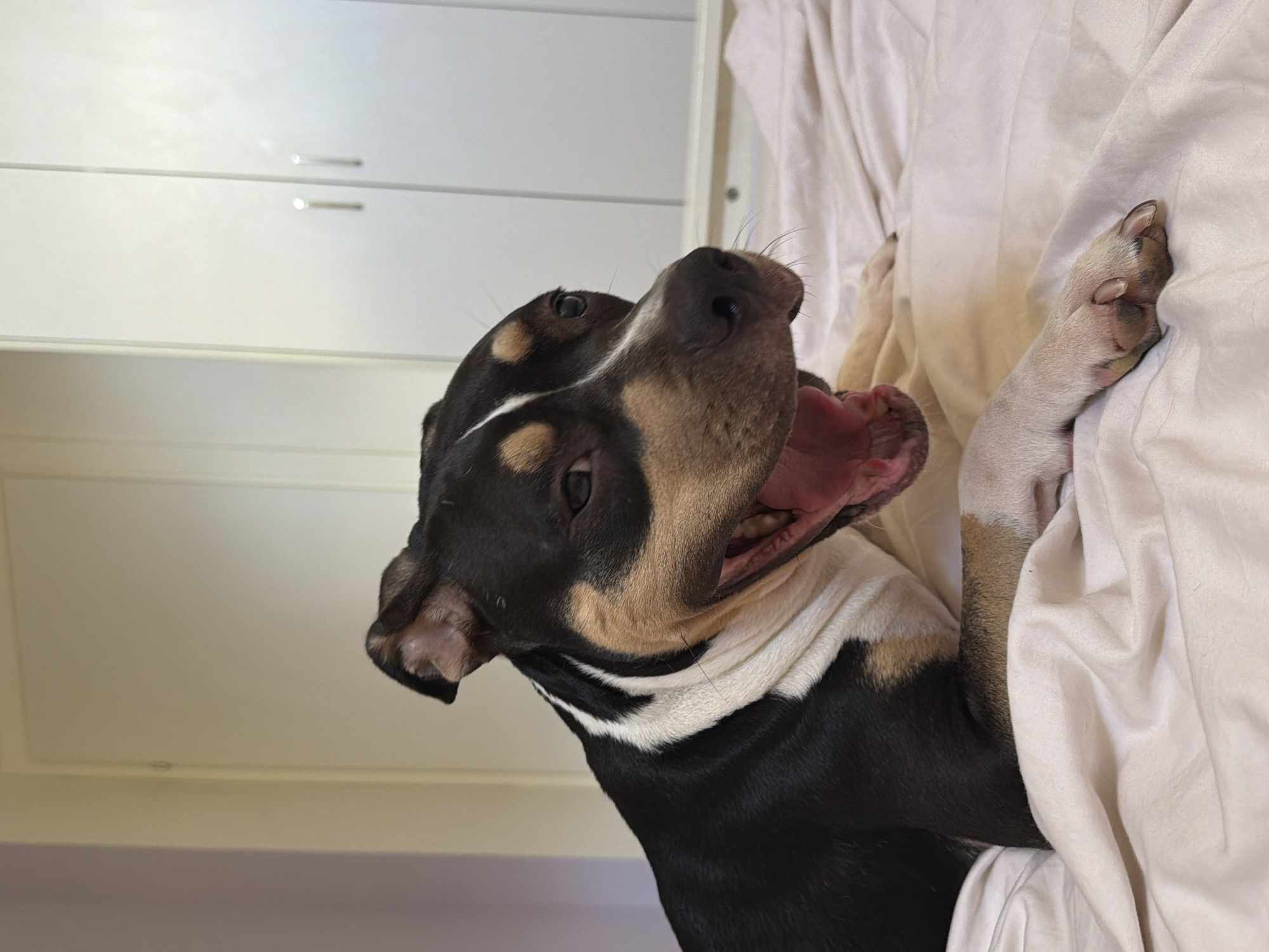 A black, tan, and white dog is lying on a white-sheeted bed. The dog is in the process of yawning, with its mouth wide open and tongue visible. Its head is turned to the right, and its eyes are partially closed. The background shows a closed wardrobe with two doors and a wall. The image was taken in a bedroom in Tel Aviv, Israel.