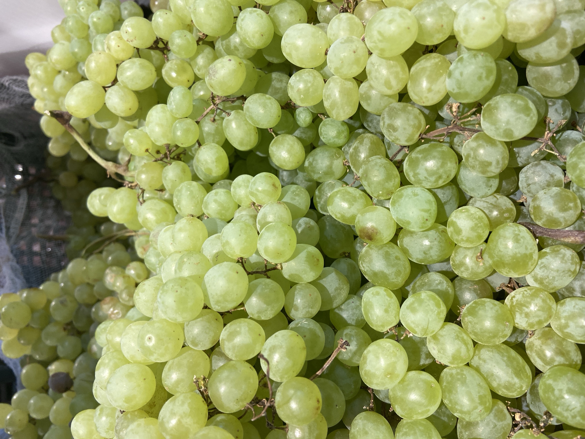 The image shows a close-up, overhead view of a large bunch of green grapes. The grapes are plump and appear to be ripe, with some subtle variations in color and a slight powdery bloom on their skins. They are clustered together, with visible stems and vine tendrils. The background is out of focus, but appears to be a dark, possibly netted container, suggesting that the grapes are being sold or displayed. There are no people or animals visible in the image. The lighting suggests an indoor or shaded outdoor environment. The location in Balashikha, Russia is not visually discernible from the image itself; this is external information.