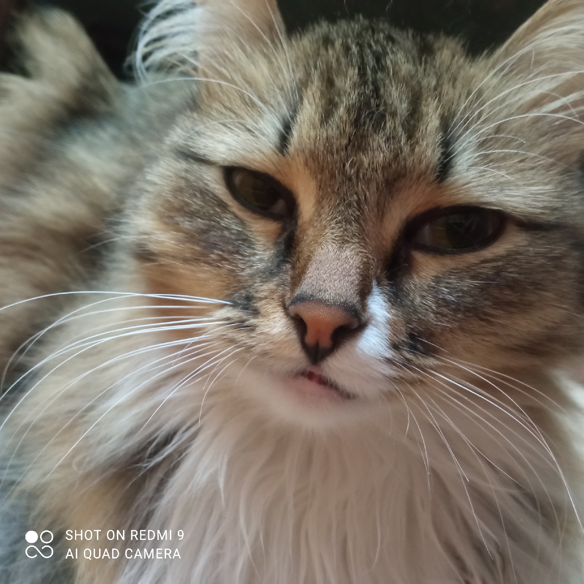 A close-up shot captures the face of a long-haired cat with a mottled brown and beige coat. The cat has white fur on its chest and long, white whiskers. Its eyes are brown. The background is dark and out of focus. A watermark indicating the picture was "SHOT ON REDMI 9 AI QUAD CAMERA" appears in the lower left corner. There is no indication of a location in Chaikovsky, Russia.