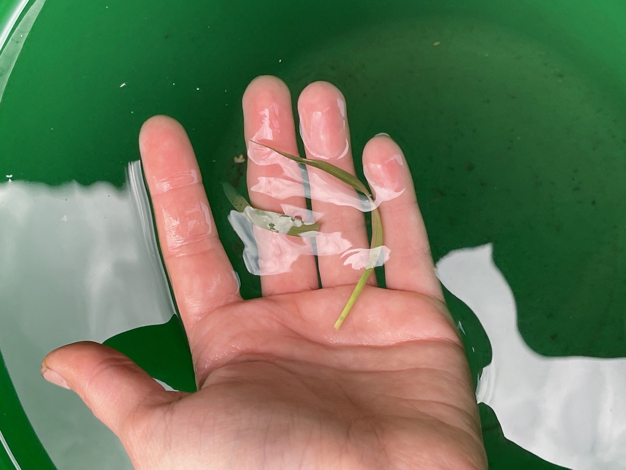 A person's hand is submerged in green water, possibly a tub or pond, with some small green plant fragments floating on the surface and in the water. The hand is open and held palm-up, with the fingers slightly curled. The water is clear enough to see the texture of the skin and the details of the plant fragments, which appear to be grass or leaves. There are also some small specks visible in the water, which could be debris or sediment. The lighting suggests an overcast day, as there are no strong shadows. The scene appears to be outdoors, given the natural elements present. The overall mood is calm and serene. No text is visible in the image. The location context is identified as Sredny, Russia.