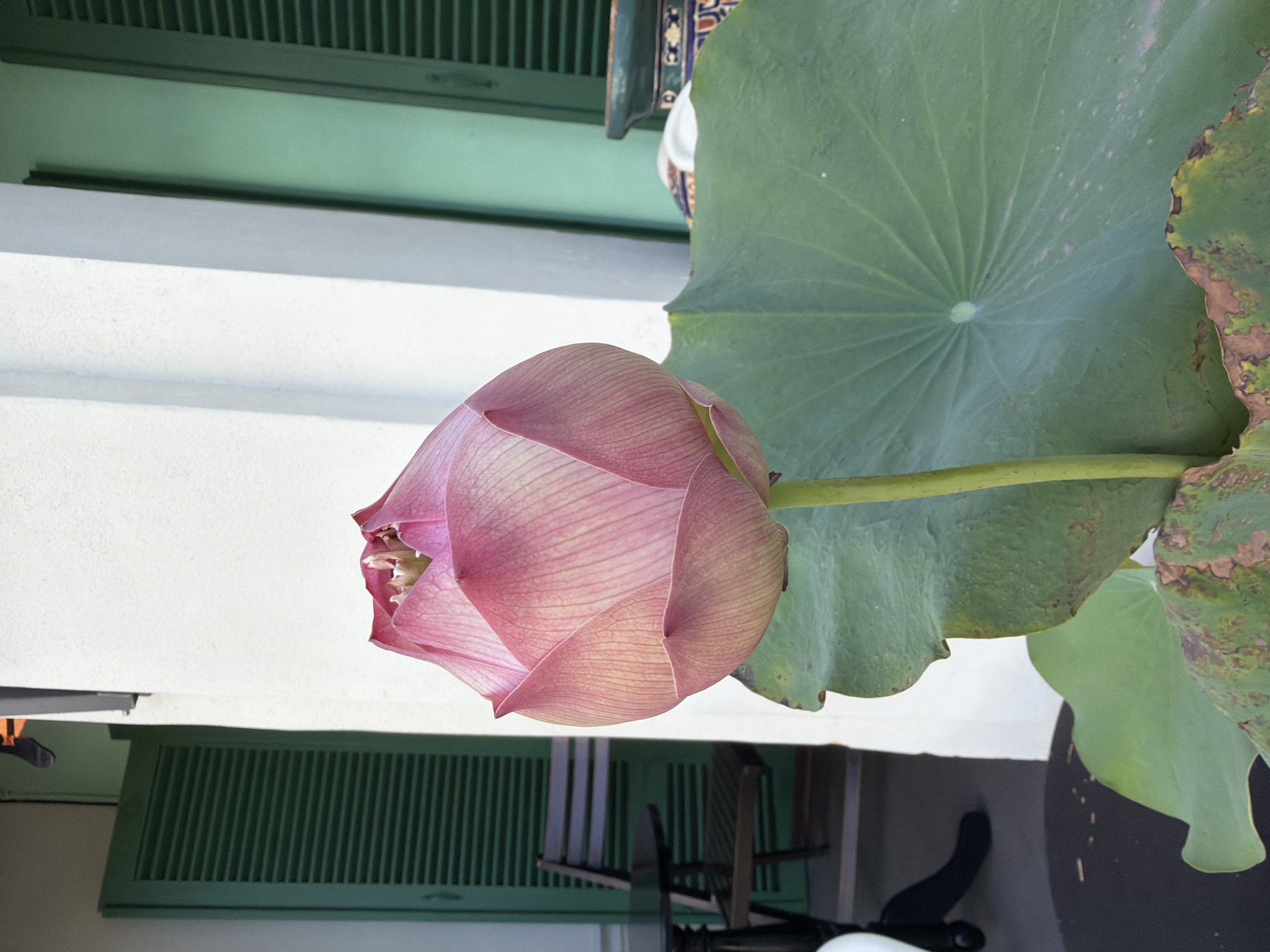 A close-up shot features a pink lotus flower bud, partially opened, in focus, against a blurred background. The lotus bud is positioned to the right of the frame, with its delicate petals showcasing subtle pink and white hues and visible veins. A large, green lotus leaf, with distinct radiating lines, fills the lower right portion of the image, partially obscuring the stem of the flower.
In the background, to the left, a dark wooden table and chair are visible, set against a backdrop of a white building with dark green louvered shutters. The shutters appear to be on a window or door. Further to the right, a portion of another green shuttered window is visible, along with a decorative ceramic planter with a patterned rim. The overall setting suggests an outdoor seating area.
The lighting suggests it is daytime. The image does not contain any identifiable individuals or specific actions. The scene is static, focusing on the natural beauty of the lotus flower and its surroundings.
While the specific location within Nha Trang, Vietnam, is not explicitly discernible from the image alone, the presence of architectural styles commonly found in Southeast Asia, coupled with the cultivation of lotus flowers, strongly suggests a setting within this region. The scene is peaceful and serene, emphasizing the flora.