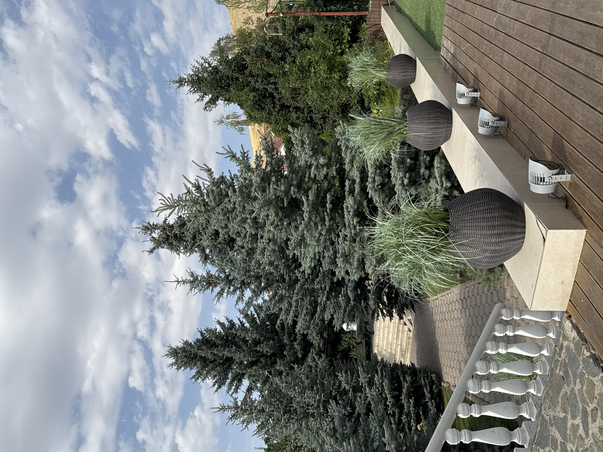 A sunny outdoor scene in Arashan, Kyrgyzstan, features a landscaped area with several large, mature blue spruce trees dominating the background. In the foreground, a wooden deck is visible, equipped with three ground-mounted spotlights. A low, light-colored wall runs along the edge of the deck, supporting three large, dark woven planters filled with tall, green ornamental grass. A stone pathway and staircase lead upwards between the spruce trees, where a person in a white shirt and dark pants is partially visible walking up the stairs. The sky above is a vibrant blue with scattered white clouds.