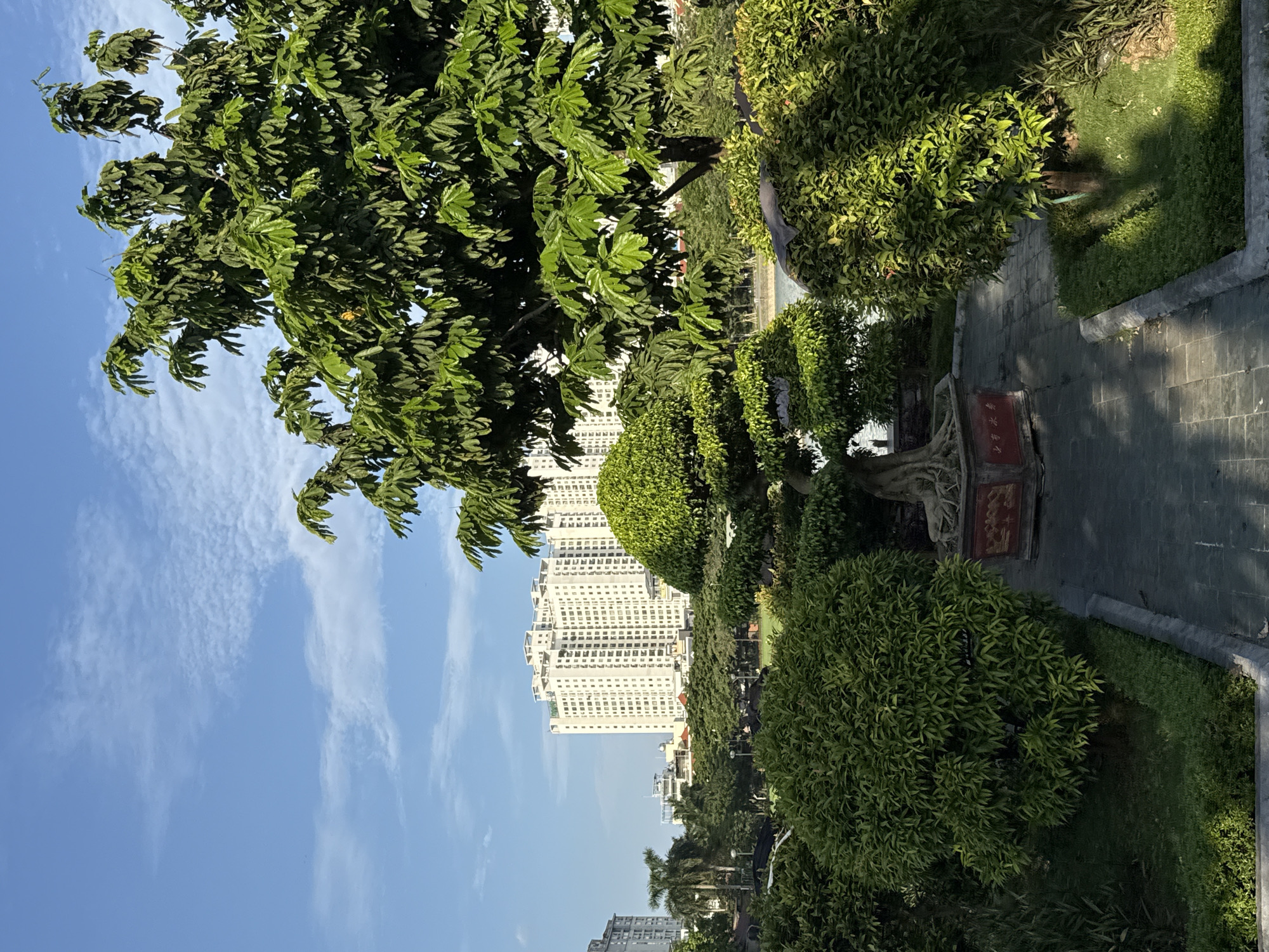 This is a street scene in Hà Nội, Vietnam, featuring a tree with feathery leaves on the left and several manicured bushes along a brick pathway. In the background, there are tall buildings, likely residential apartments. The sky is light blue with some wispy white clouds. The pathway is made of dark gray bricks, and there's green grass and vegetation along the sides. Some of the trees are shaped into round forms, likely bonsai or other ornamental trees.