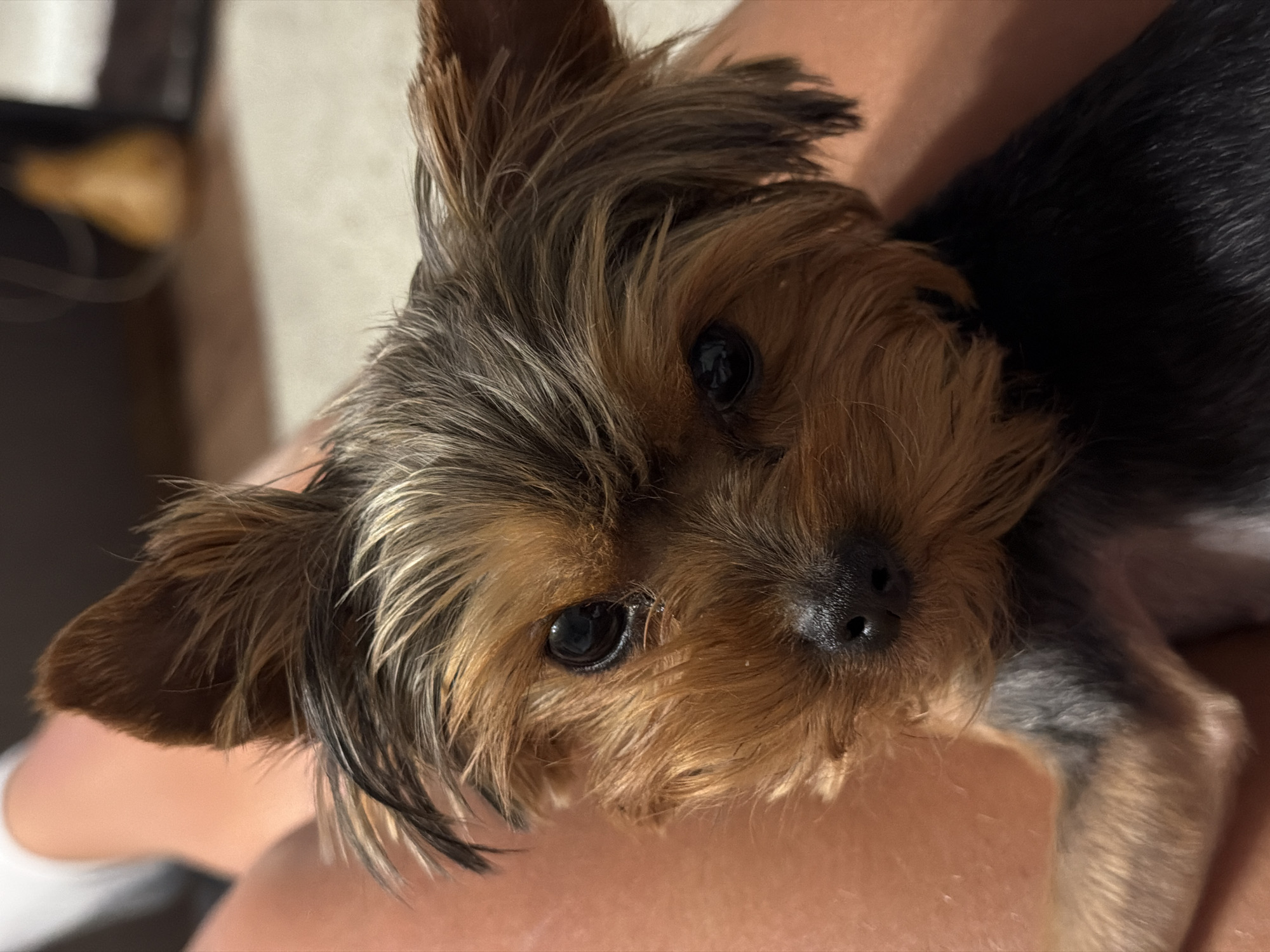 The image captures a close-up, eye-level portrait of a small dog, consistent with a Yorkshire Terrier, lying on what appears to be a person's lap or arm. The dog's head is tilted slightly, and its dark, bright eyes gaze directly at the viewer. Its fur is a mix of brown, black, and greyish-silver tones, appearing shaggy and fluffy around its face and erect ears. A prominent black nose is visible at the center of its muzzle.
The dog's body, partially visible, has darker fur, contrasting with the lighter brown and grey on its head. It rests comfortably on a human's skin, which is visible in the foreground and beneath the dog, along with a glimpse of white fabric, likely clothing. The background is softly blurred, indicating an indoor setting, possibly a home, with indistinct dark and lighter shapes. The lighting is gentle and warm, highlighting the dog's features. The dog's expression conveys a sense of calm and attentiveness, perhaps curiosity or affection. There is no visible text. The provided location context for this scene is Krasnoyarsk, Russia, though no specific visual elements within the image confirm this location.