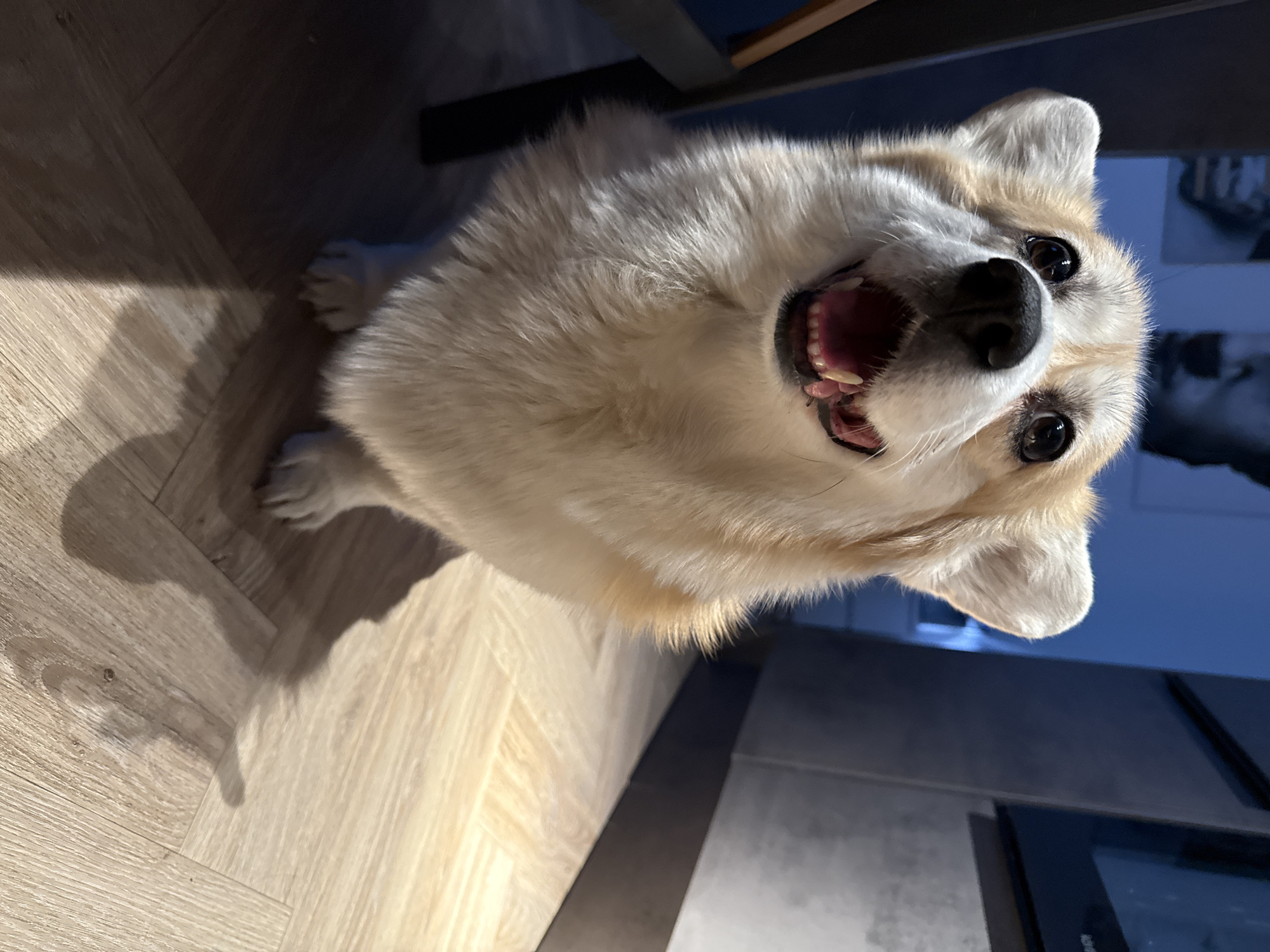 A medium, close-up shot shows a light-colored corgi dog from a low angle, looking up with its mouth open, exposing its teeth. The dog is indoors, positioned on a light-colored wood-grain floor. To the right, a dark surface suggests a countertop or another piece of furniture. The background is partly obscured but appears to be a wall or room in subdued lighting. There is no visible evidence to ascertain a location in Krasnoyarsk, Russia, from this image.