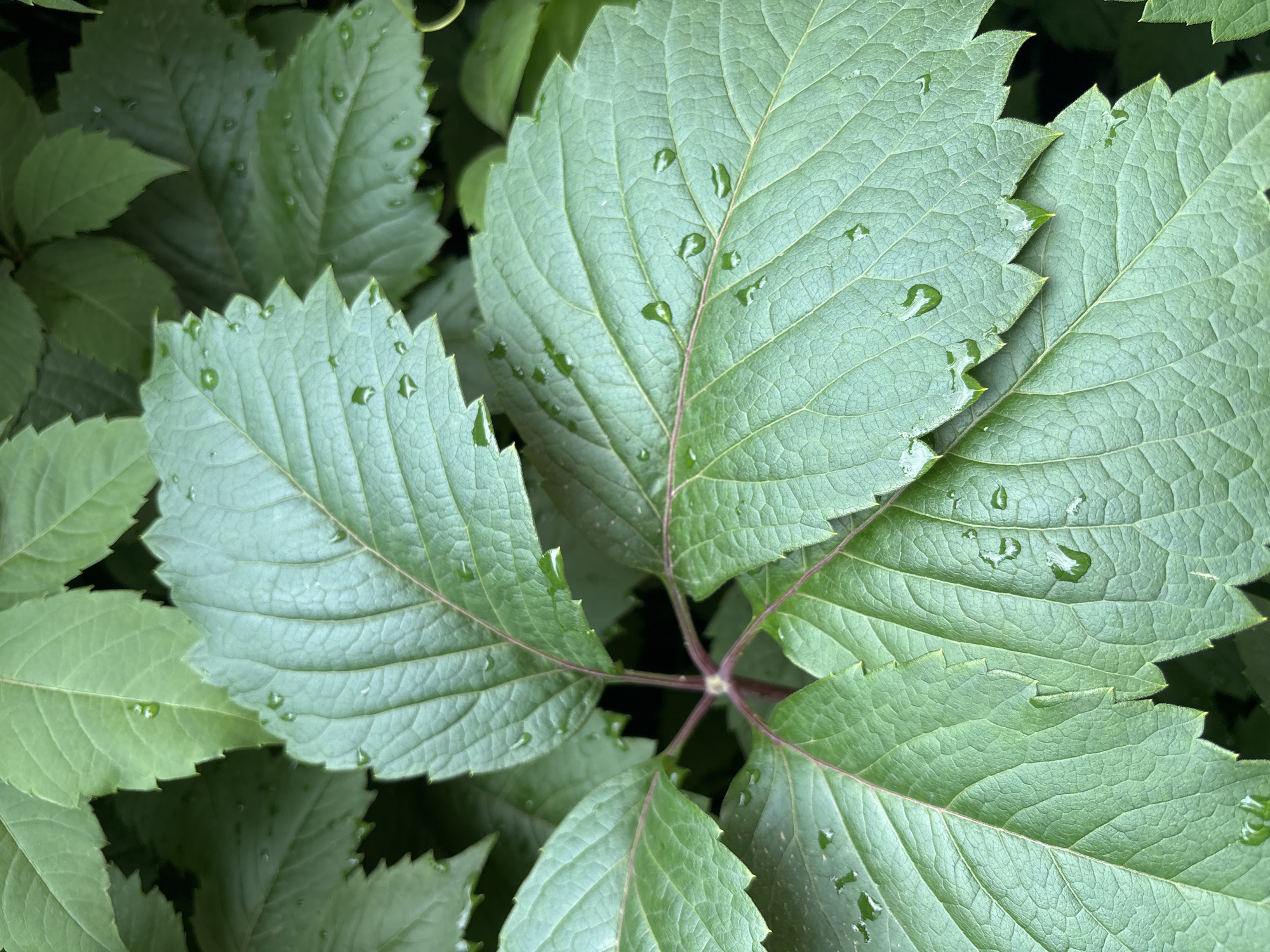 A close-up, overhead shot captures a cluster of vibrant green leaves, some of which are slightly damp with visible water droplets clinging to their surfaces. The leaves are broad and serrated along the edges, with prominent veins running through them. A deep red stem with several offshoots branches out from the center, supporting the leaves. The background consists of more out-of-focus green foliage, suggesting a natural, outdoor setting. There are no people or animals present. The image depicts a botanical detail of plant life, possibly from a garden or park. The location in Kazan, Russia, cannot be determined from the visual information provided.