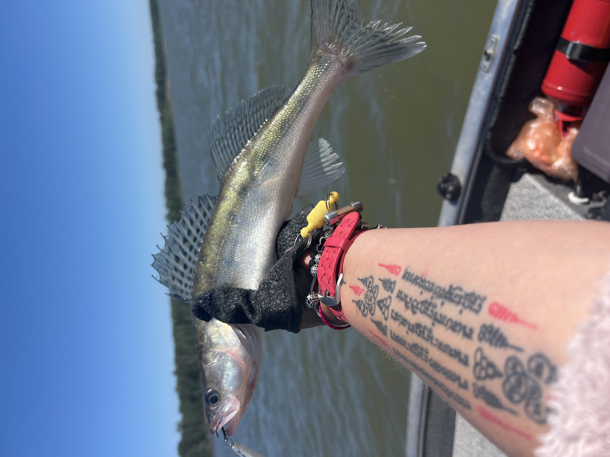 A close-up, eye-level shot shows a person's gloved hand holding a freshly caught fish. The fish is light-colored with dark stripes and a spiny dorsal fin. A fishing lure is visible in the fish's mouth. The person is wearing a red bracelet and has tattooed arms. In the background, a body of water with a tree-lined horizon is visible under a clear blue sky. The scene appears to be on a boat, as indicated by the presence of boat interiors in the lower right corner.