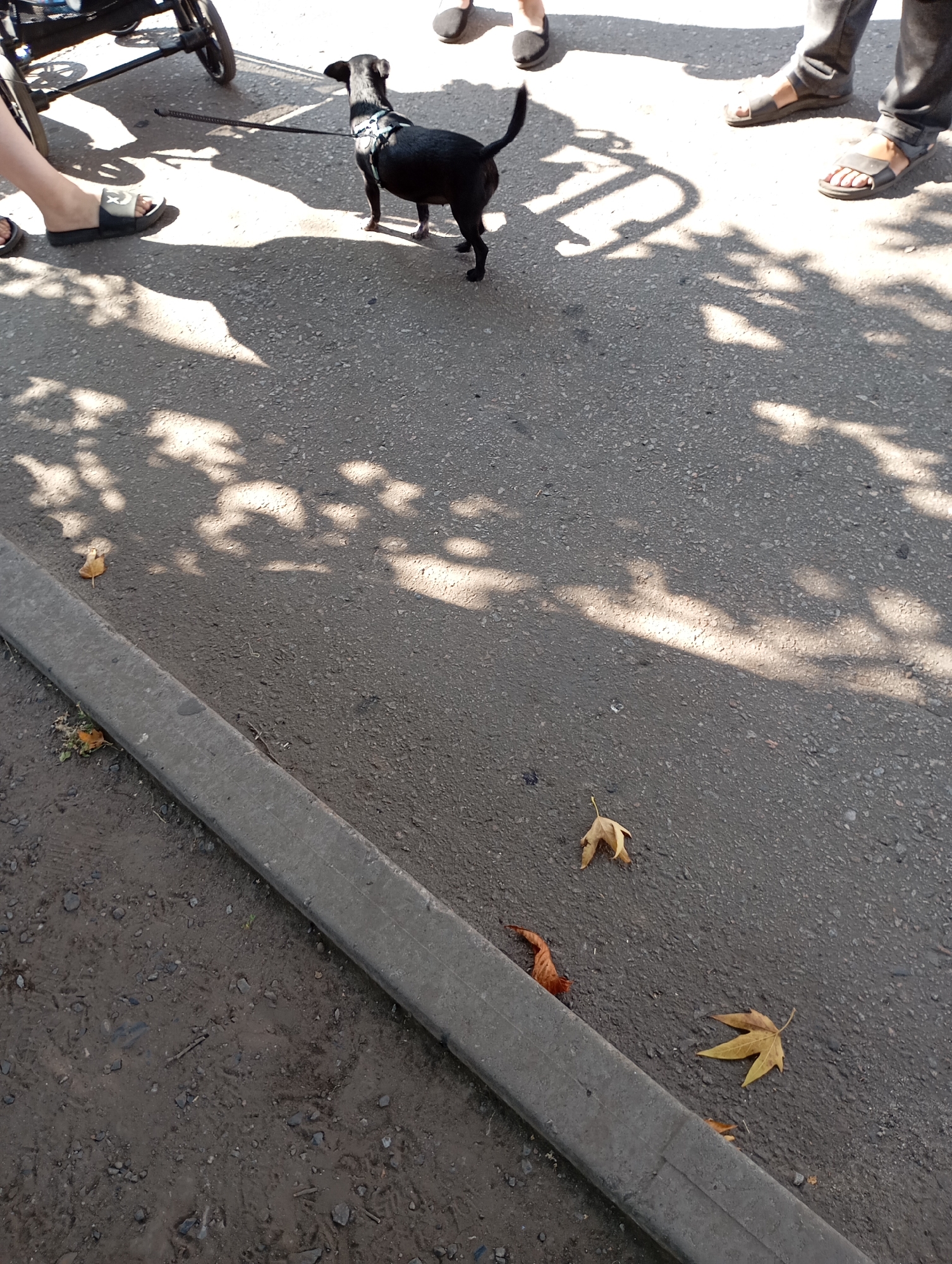A small black dog on a leash stands on an asphalt surface in Horishni Plavni, Ukraine. The dog is wearing a blue harness. It is tethered to a thin black leash that extends to the left, out of frame. A partial view of a stroller is visible on the left side of the image. Multiple people's feet are visible on the ground, some wearing sandals and others wearing flip-flops. The ground is covered in asphalt, with some scattered leaves and debris. Sunlight casts dappled shadows of leaves onto the asphalt surface. A concrete curb runs along the bottom left of the image, separating the asphalt from a dirt and gravel area. The overall scene appears to be a public outdoor space.