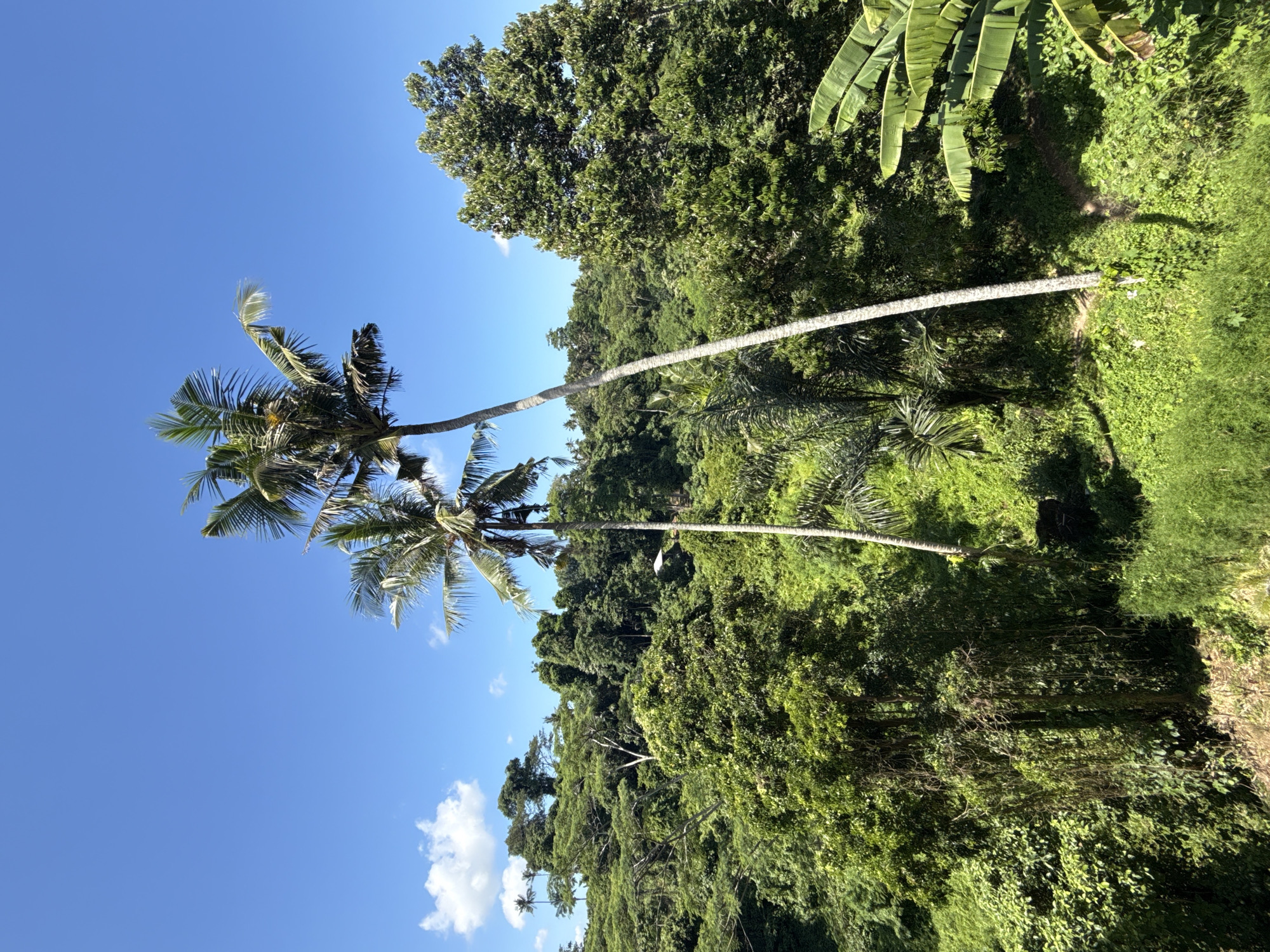 The image shows a tropical landscape in the Ubud District of Indonesia. Two tall palm trees with long, curved trunks reach towards a clear blue sky dotted with a few small white clouds. Lush green vegetation covers the surrounding hills, including dense trees and smaller plants. The scene conveys a vibrant, natural environment typical of the Ubud area.