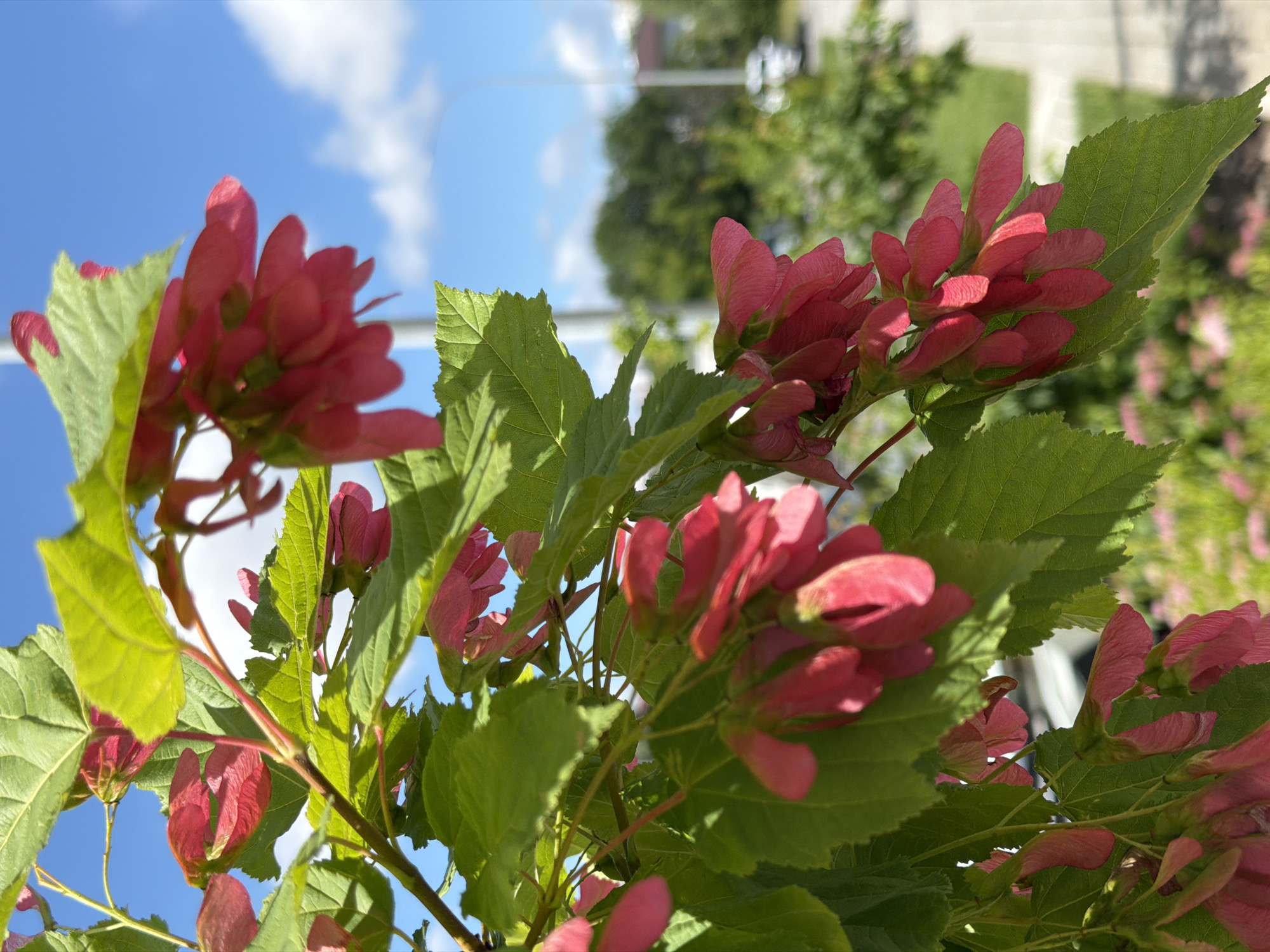 The image is a close-up, vertical shot of bright pink maple seeds hanging from a tree branch with green leaves. The sky is a clear blue with scattered white clouds, and a blurred background shows a street with trees and a sidewalk. The scene appears to be outdoors, possibly in a residential or park area.