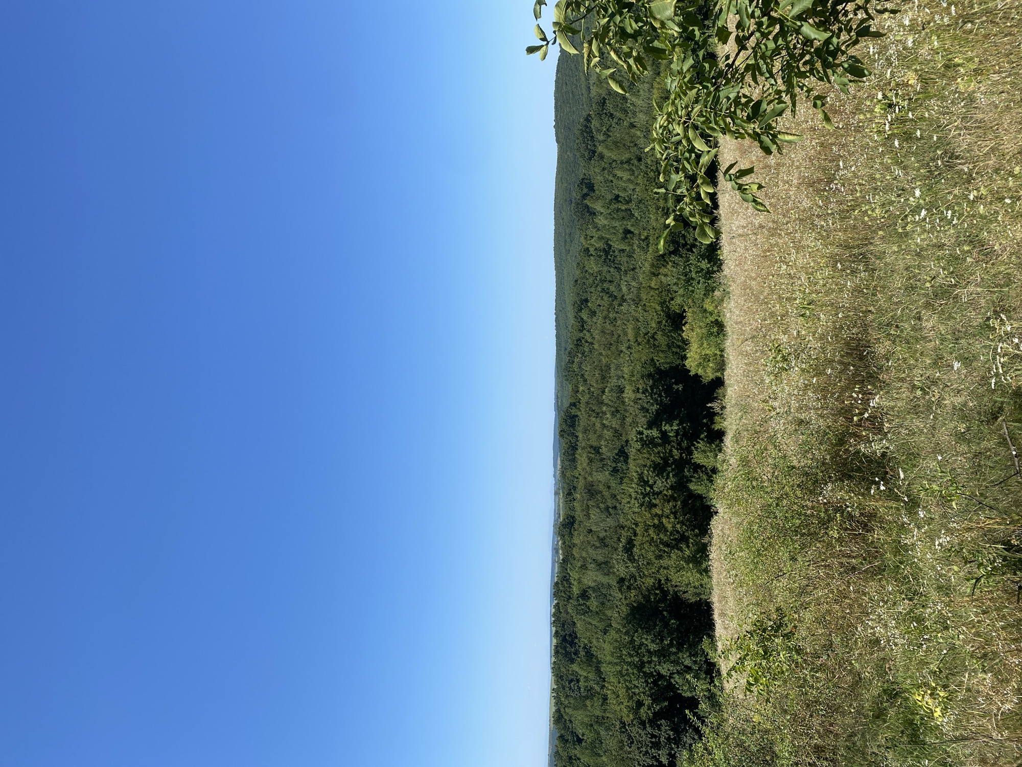 This is a panoramic, high-angle, full-shot photograph of a natural landscape. The scene is divided into three distinct horizontal bands: the sky, a forest, and a field. The sky is a clear, vibrant, unclouded blue, taking up approximately the top half of the image. Below the sky, a dense, rolling forest of green trees stretches across the horizon. The forest appears to be a mix of deciduous trees, with varying shades of green indicating different species or levels of maturity. In the foreground, a field of dry, golden-brown grasses and wildflowers is visible. Small white wildflowers are scattered throughout the field, mixed with taller, dry stalks of grass and other vegetation. The field has an untamed, natural appearance. On the right side of the foreground, the branches and leaves of a green tree intrude into the frame, providing a framing element to the scene. The overall impression is one of a vast, natural landscape on a clear, sunny day. This image is located in the vicinity of Kosmyryn, Ukraine.