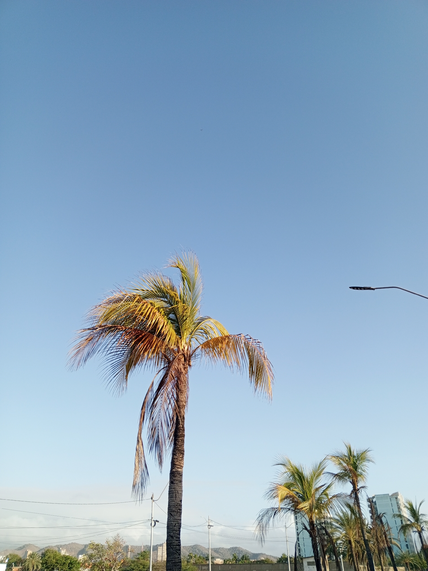 The image shows a sunny day in Porlamar, Venezuela. In the foreground, there is a tall palm tree with brown and green fronds. In the background, there are more palm trees, a streetlight, buildings, and mountains. The sky is light blue and clear. There are electrical wires in the mid-ground.