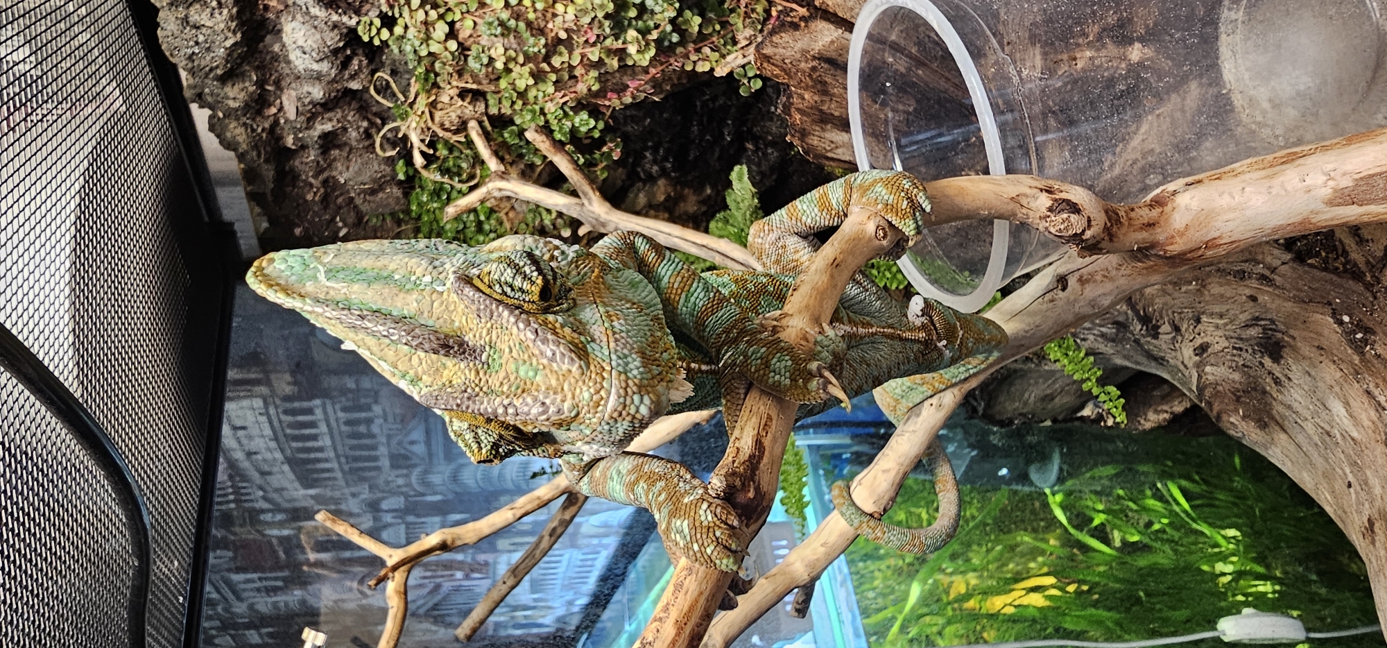 The image shows a veiled chameleon perched on a branch within an enclosure. The chameleon is predominantly green and brown, with intricate patterns on its skin. Its eyes are positioned on either side of its head, with one eye appearing to look forward and the other slightly to the side. Its limbs are gripping the branch, and its tail is curled.
The enclosure contains several natural elements, including branches and lush green vegetation. In the background, there appears to be a printed image or backdrop depicting a European-style cityscape, possibly Rome, with Roman architecture. The top of the enclosure is covered with a black mesh, suggesting it is designed for ventilation. A clear plastic container is visible to the right of the chameleon, partially filled with substrate.
The setting appears to be a controlled environment, such as a terrarium in a home or a zoo exhibit. There is no indication of the specific location within Sayanogorsk, Russia, as the visual cues are limited to the enclosure's contents and the background image.