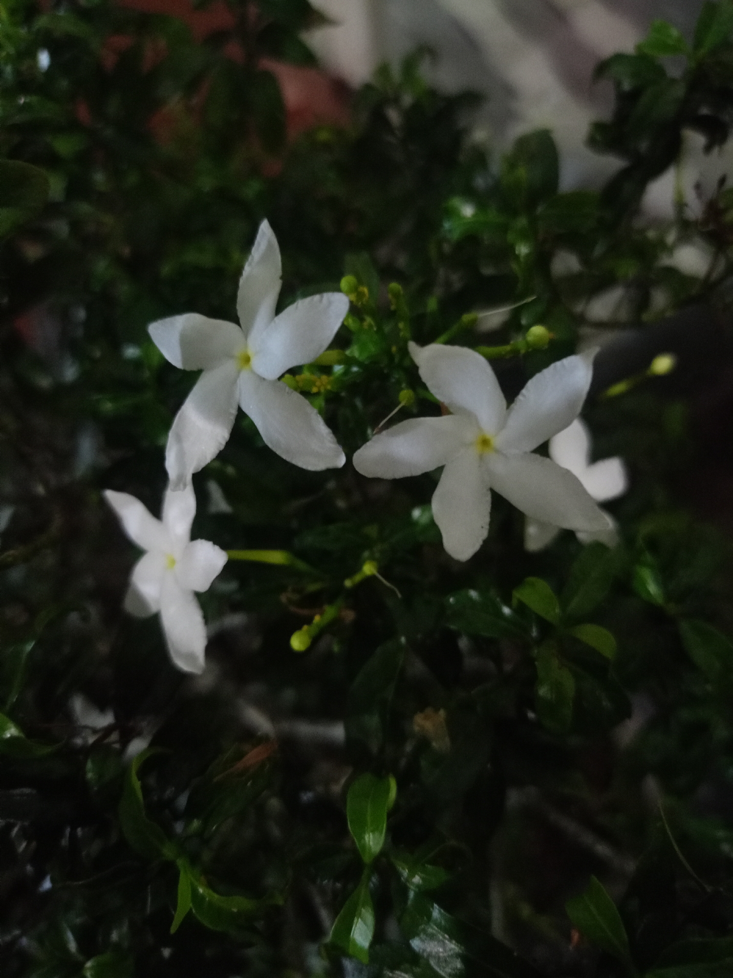A close-up photograph captures a cluster of white, five-petaled flowers amidst green foliage. The flowers are the central subject, with three blooms prominently displayed and another partially visible. The green leaves provide a backdrop and context. The lighting is subdued. The photograph was likely taken in Bireuen, Indonesia.