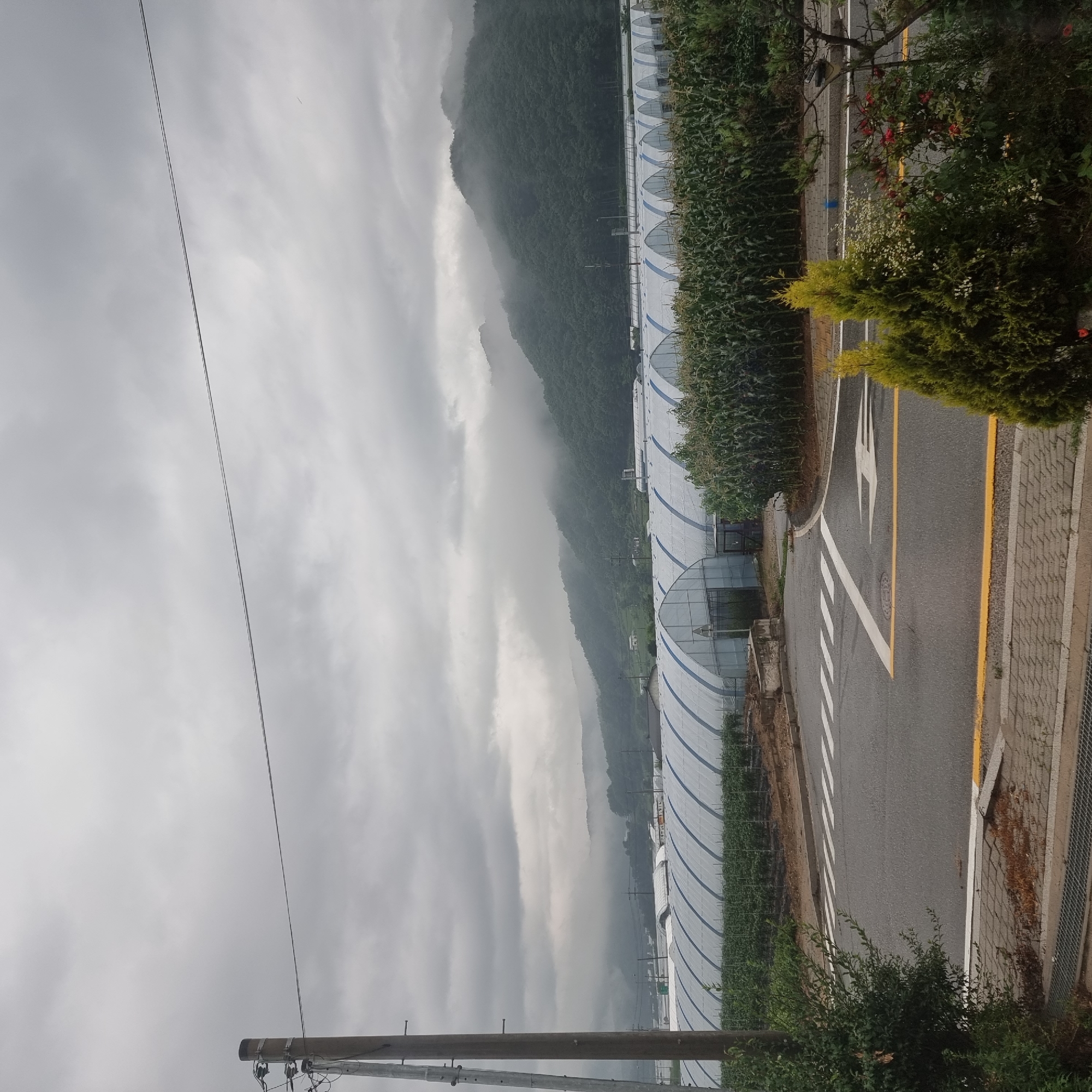The image depicts a cloudy day in Dunnae-myeon, South Korea, with a focus on agricultural greenhouses and surrounding landscape. In the foreground, a paved road with pedestrian crossings and yellow dividing lines is visible, adjacent to a sidewalk. To the left of the road, a utility pole stands tall, supporting electrical wires. A lush green bush is situated near the pole.
Dominating the mid-ground are several large, white, arched greenhouses, characteristic of modern farming practices. These structures are spaced out and appear to be in operation, with some showing rows of crops inside. To the right of the greenhouses, a dense field of corn stalks is growing, forming a green wall.
In the background, rolling green hills are shrouded in mist, suggesting a damp or humid atmosphere. The sky is overcast with heavy, grey clouds, indicating potential for rain or a generally subdued light condition. The overall scene suggests a rural agricultural setting, possibly a farm or a collective farming area in the region of Dunnae-myeon. No people are visible in the image.