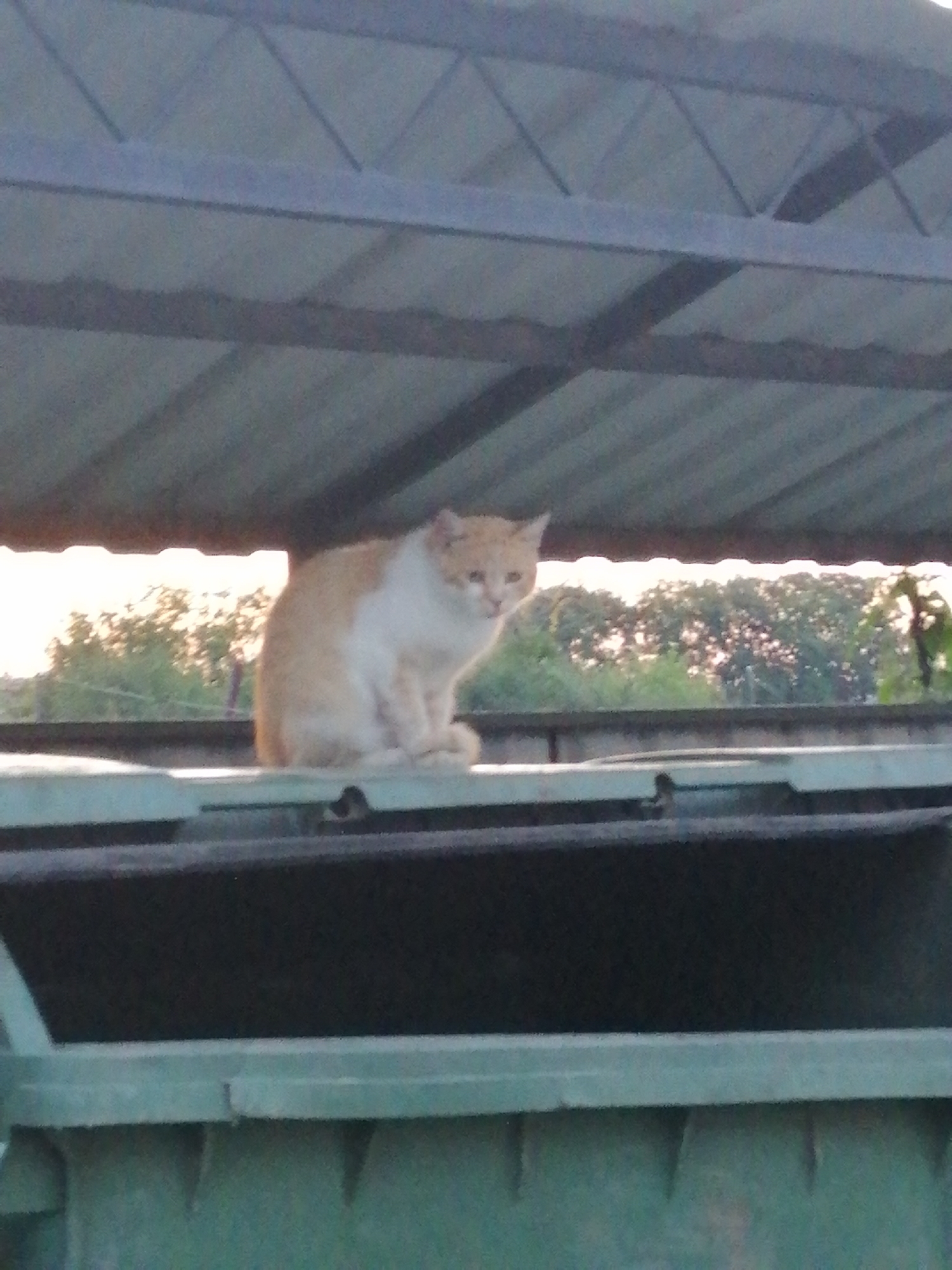 A light-colored cat with orange markings sits on top of a dark green dumpster. The cat is facing to the right of the frame and appears to be looking off into the distance. The dumpster is mostly obscured by the foreground, but its green color and ribbed texture are visible. Behind the dumpster, a row of trees with green foliage is silhouetted against a bright, hazy sky, suggesting it is either dawn or dusk. The cat is positioned under a dark, angled roof structure, possibly part of a shelter or overhang. The overall scene is outdoors, likely in a semi-urban or rural area given the presence of the dumpster and trees. No text is visible in the image. The lighting and haze in the sky indicate a soft, diffused light, common during transitional times of day.