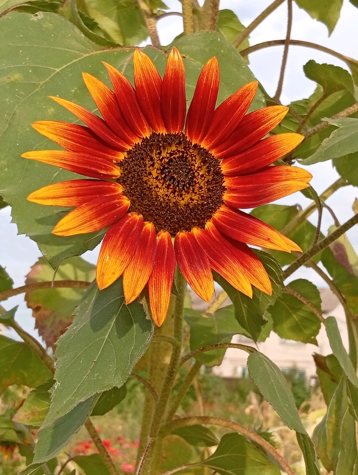 A close-up, eye-level shot focuses on a single, vibrant sunflower with petals transitioning from deep red to bright yellow. The sunflower's dark, textured center is clearly visible. Large, green leaves surround the flower, with visible veins and slightly serrated edges. The stalk of the sunflower is thick and fuzzy. In the background, out of focus, is a hint of a building and a field of smaller, red flowers. The sky is overcast. The image was taken outdoors in what appears to be a garden or field.