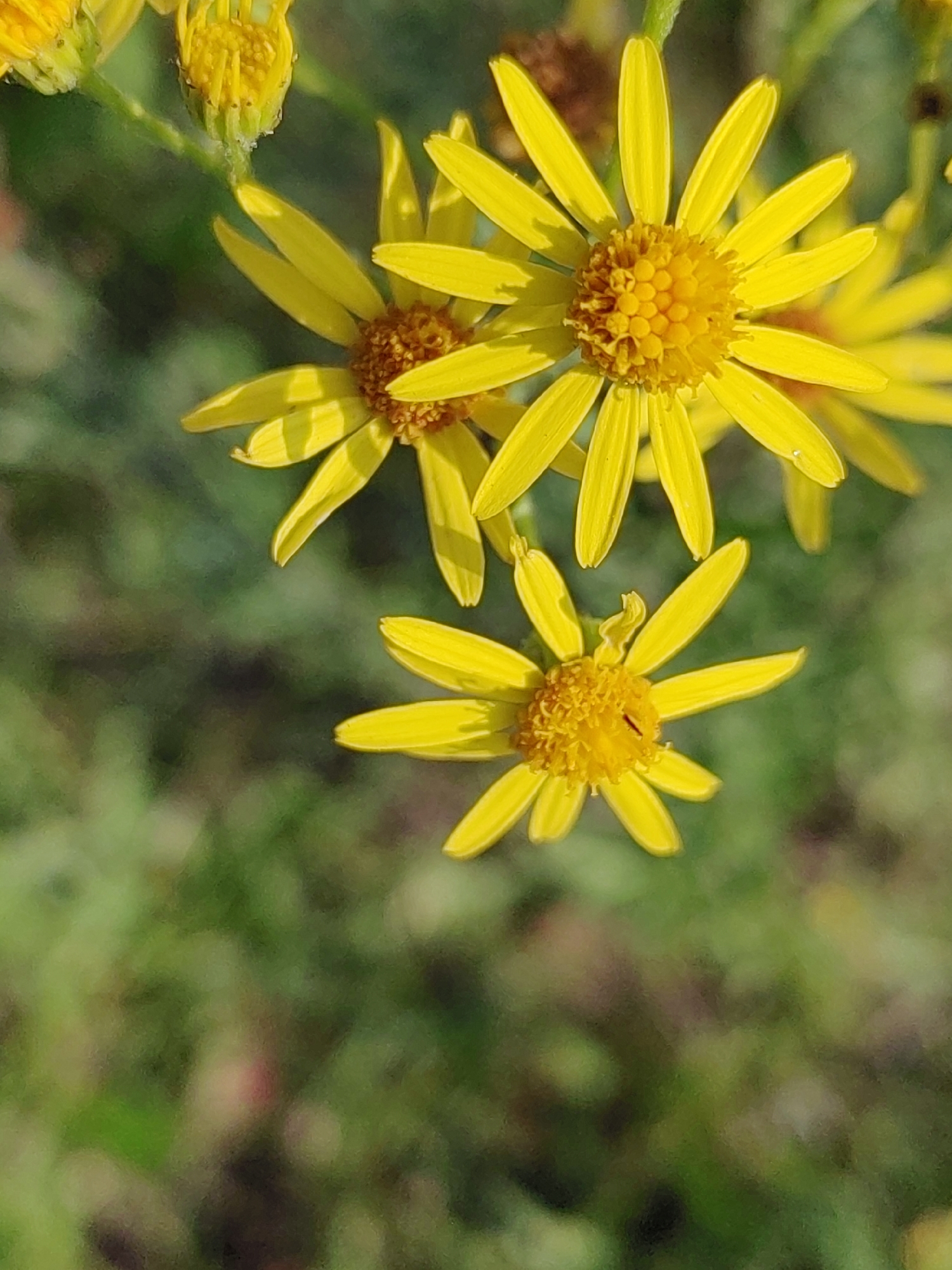 The image displays a close-up, vertically oriented shot of several bright yellow flowers with daisy-like petals and textured, central discs. The flowers are in various stages of bloom, with some fully open and others still partially closed buds. The background is a soft, out-of-focus blur of green and dark foliage, suggesting an outdoor setting. There is no discernible urban environment or reference to Hrodna, Belarus. The focus is solely on the botanical subjects.