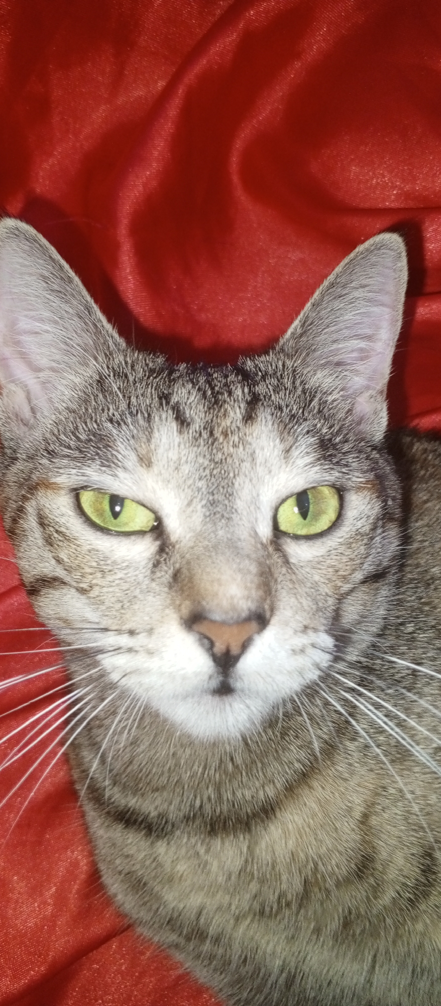 A close-up, head-on shot features a tabby cat with striking green eyes and prominent white whiskers against a vibrant red, textured background. The cat's fur displays a mix of gray, black, and white stripes. The background appears to be a draped fabric, possibly satin, with soft folds and highlights that suggest a studio or indoor setting. There is no indication of a specific location in Tashkent, Uzbekistan, as the image focuses solely on the cat and its immediate surroundings.