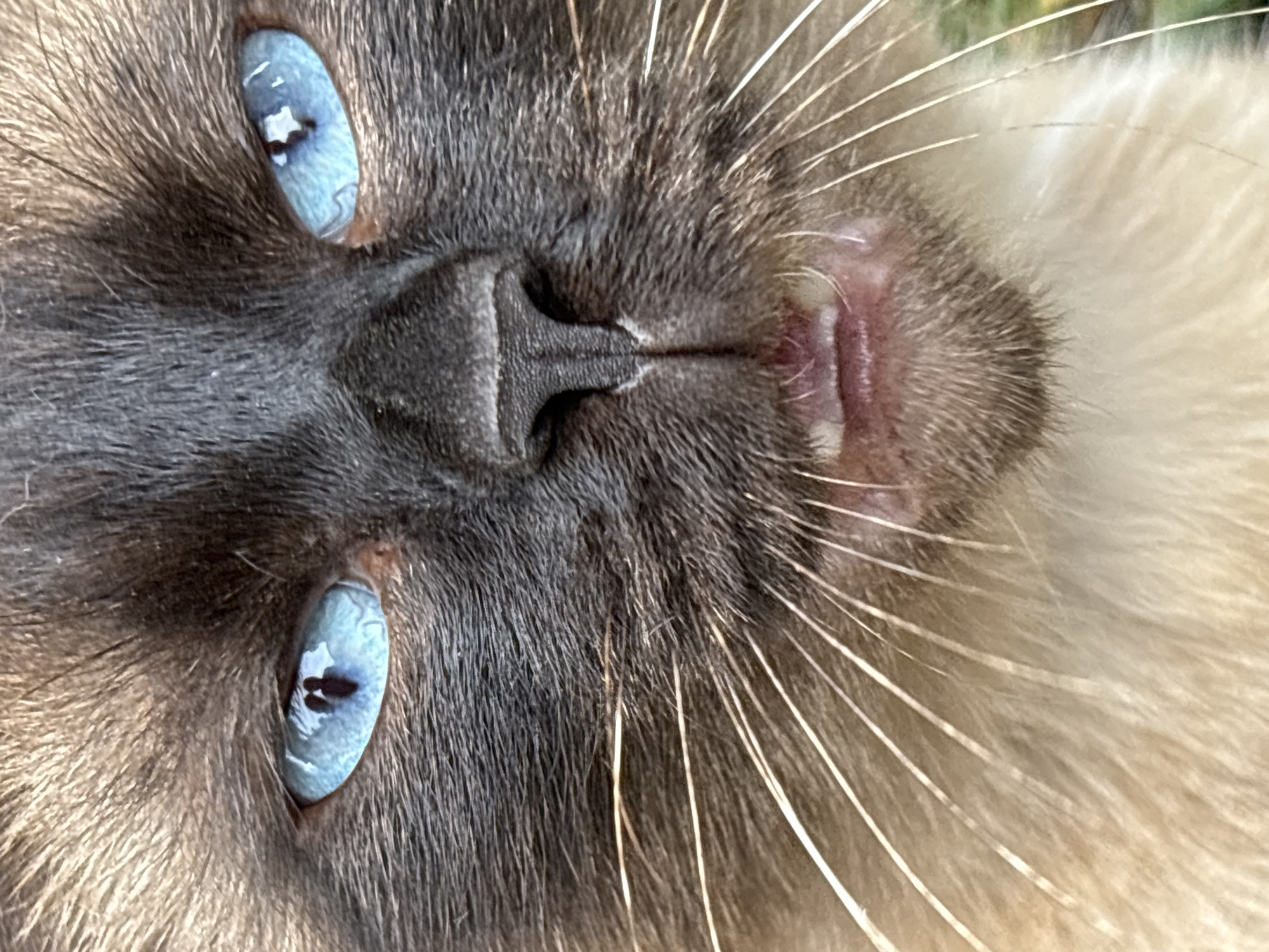 This is a close-up photograph of a Siamese cat's face. The cat has striking blue eyes and dark brown fur on its forehead, ears, and around its eyes and nose. Its whiskers are prominent and white. The cat's mouth is slightly open, revealing its teeth and tongue. The background is blurred and appears to be outdoors with some green foliage visible. There is no indication of the city of Osa, Russia, or any people in this image.