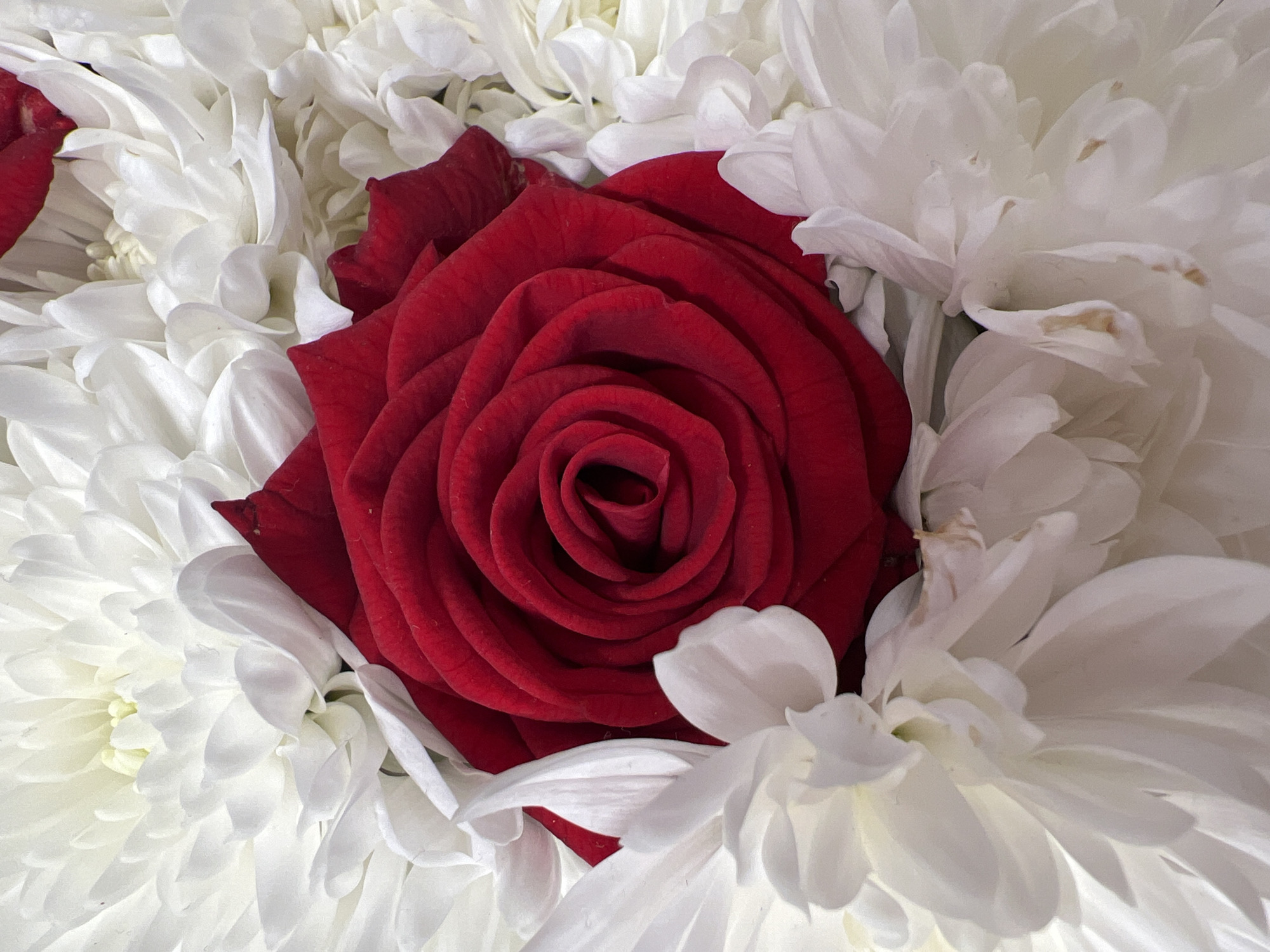 This is a close-up, overhead shot of a floral arrangement featuring a deep red rose nestled amongst numerous white chrysanthemums. The rose, centrally positioned and in full bloom, displays layers of velvety petals spiraling inward. Its vibrant red color stands out against the soft, creamy white of the surrounding chrysanthemums, which have delicate, feathery petals. The lighting is bright, suggesting an indoor setting, possibly illuminated by natural light. The focus is sharp on the rose, with the white flowers softly blurring at the edges, creating a sense of depth. There are no people or text visible in the image. The scene evokes a feeling of elegance and classic beauty.