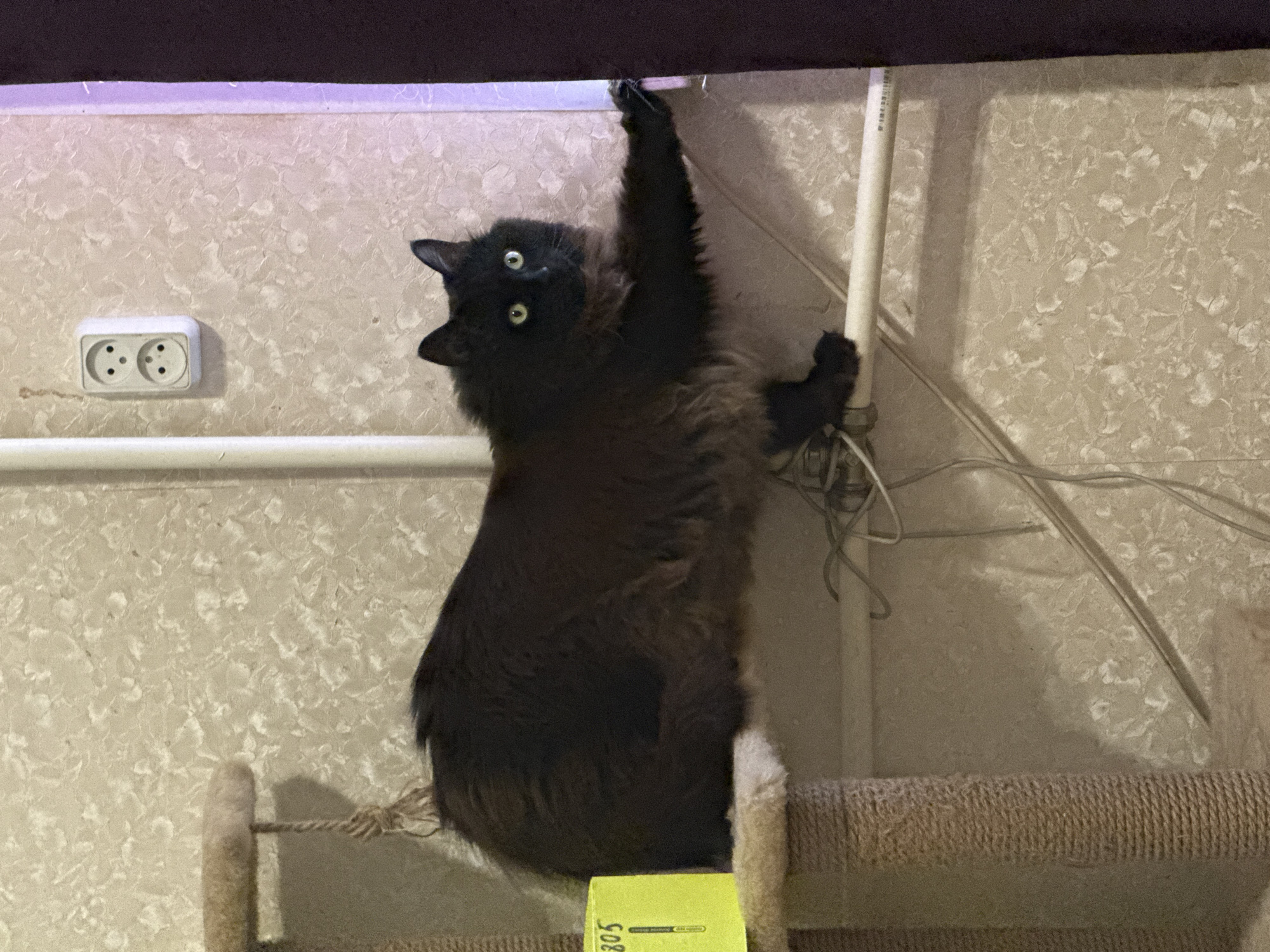 A fluffy black cat with green eyes is perched on a cat tree, stretching its right paw out towards a vertical pipe. The cat tree is covered in sisal rope and has a beige platform. The background consists of a textured, cream-colored wall with a white electrical outlet and a thin white pipe running vertically. There are also some wires visible. The lighting suggests an indoor setting. The image does not provide any information about the city of Saint Petersburg, Russia, or any specific location within it.