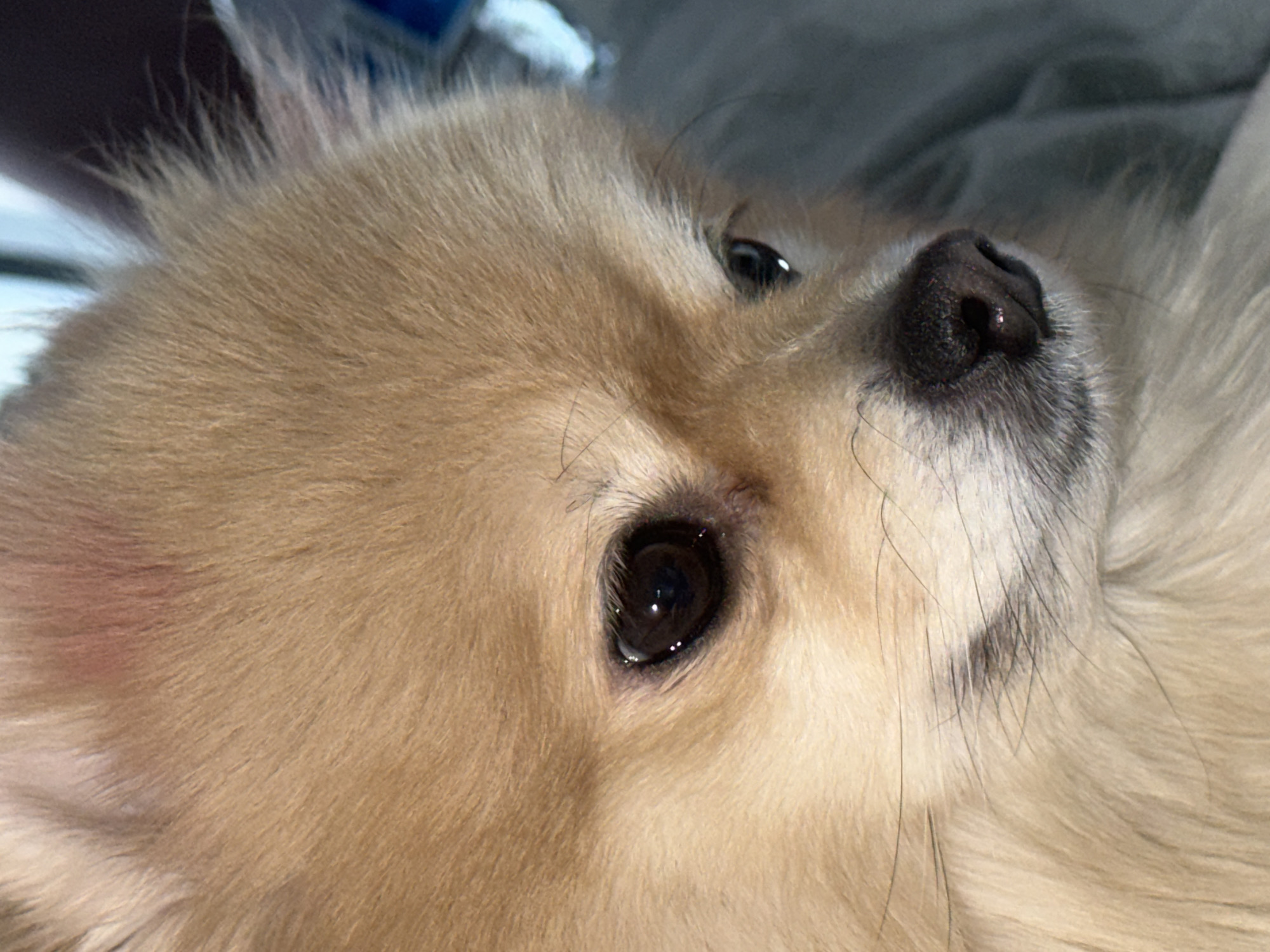 A close-up, eye-level shot features the face of a light brown Pomeranian dog. The dog's fur is fluffy and appears well-groomed. Its dark brown eyes are looking downwards and to the left. The dog's black nose is wet and shiny. The background is blurred and consists of a gray surface, likely fabric, and hints of light blue and dark colors in the upper right corner. There are no discernable landmarks or context to suggest a specific location in Tbilisi, Georgia.