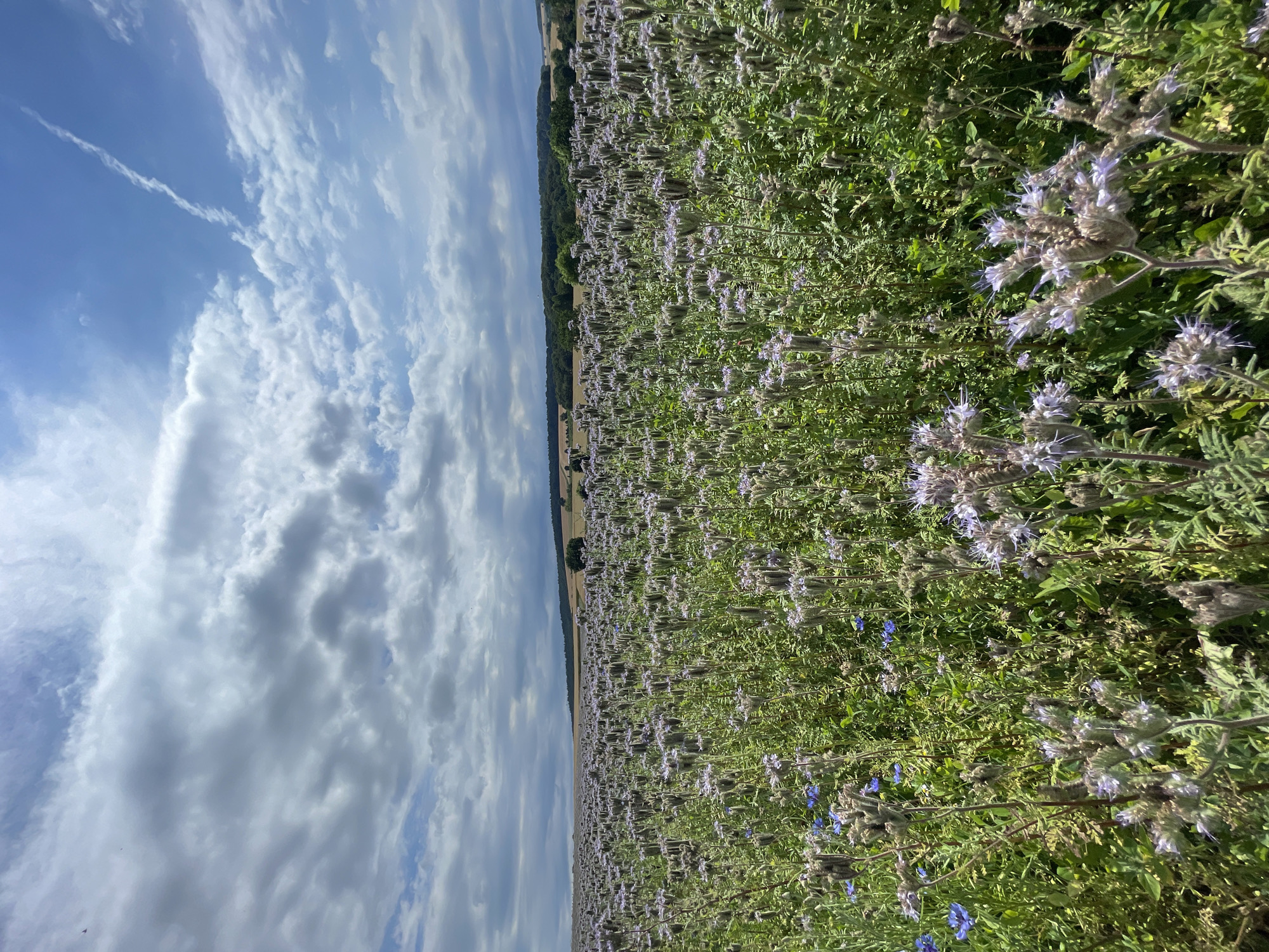 A field of phacelia flowers stretches towards a distant tree line under a bright, cloudy sky. The phacelia, with its delicate purple-blue blossoms and green foliage, dominates the right side of the image. A sliver of dry, golden-brown field is visible near the horizon, contrasting with the lush greenery. A dense line of dark green trees forms a natural border between the fields and the sky.
The sky is a vibrant blue, filled with large, puffy white clouds that cast soft shadows and create a sense of depth. Wispy cirrus clouds streak across the upper portion of the sky, hinting at fair weather. The sunlight suggests it is daytime, likely mid-morning or afternoon, given the brightness and clear visibility.
The image is oriented vertically, giving a sense of looking up at the sky and down into the field. There is no visible text. The scene evokes a peaceful, rural atmosphere, highlighting the beauty of a flowering field in bloom. The location context points to Nausis/Wincherode, Germany, a rural area known for its agricultural landscapes.