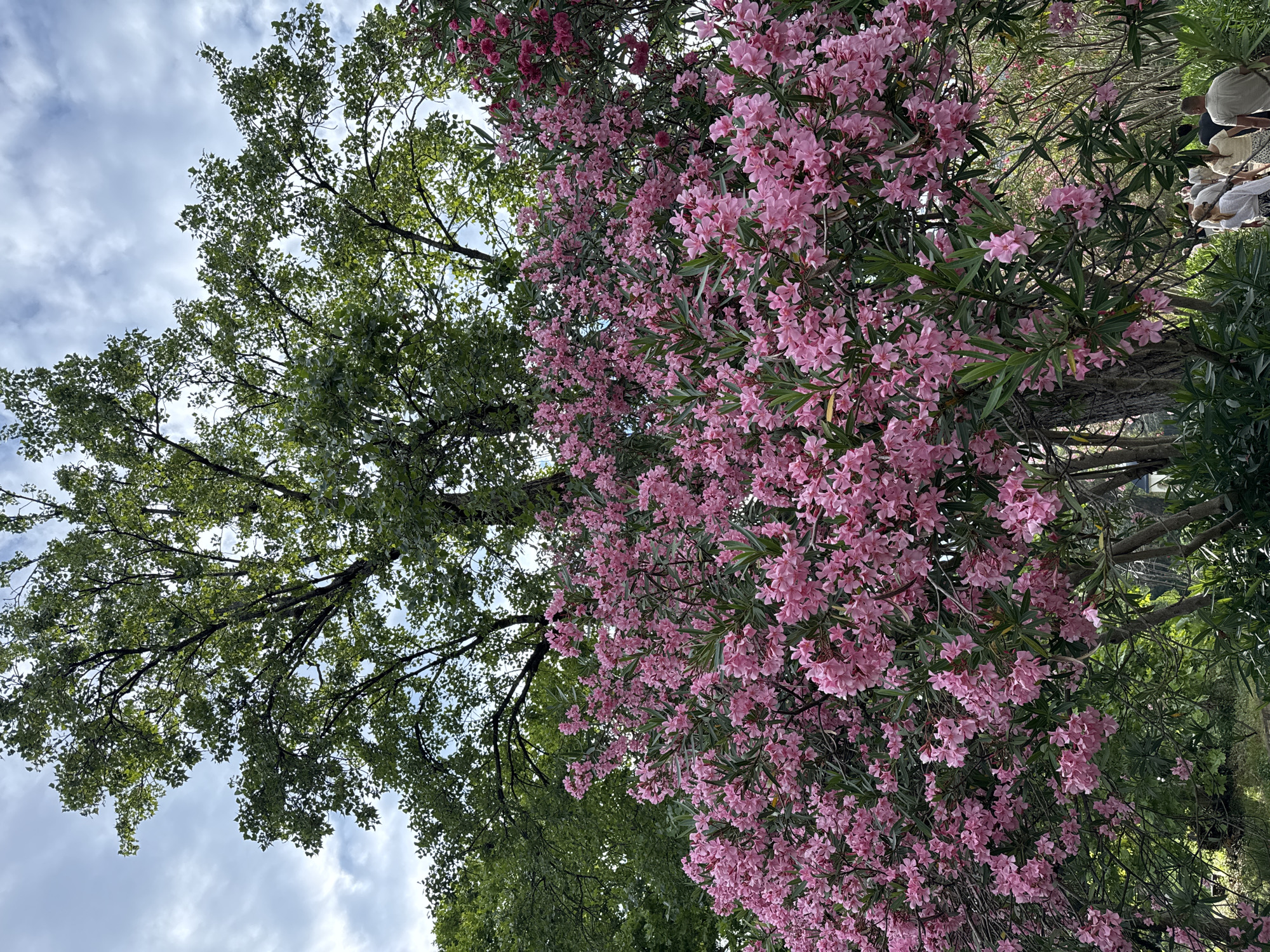 This media file depicts a natural outdoor scene with lush greenery and blooming pink flowers. On the right side of the frame, a group of people are partially visible, appearing to be seated or gathered. One person is wearing a white top, and another is wearing a light-colored shirt. The foliage is dense, with the pink flowers of what appears to be oleander trees dominating the right half of the image and dark green leaves of another tree filling the left half. The sky is visible through the branches, with scattered clouds suggesting daylight, possibly mid-morning or afternoon. The setting is likely a garden or park, with the presence of people indicating a public or recreational space. There are no visible text elements in the image. The scene evokes a sense of natural beauty and a relaxed, possibly social, atmosphere.