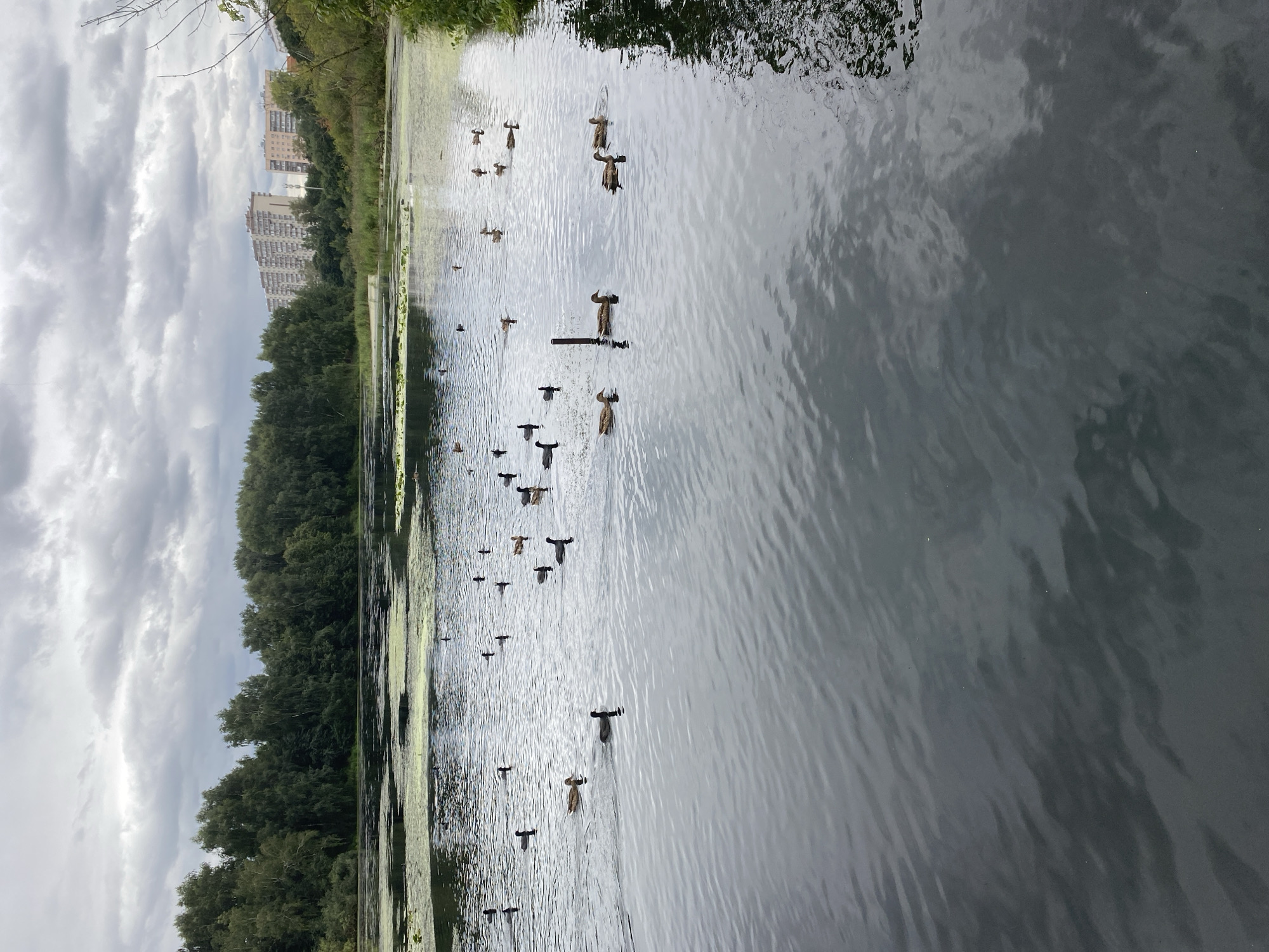 The image depicts a large body of water, likely a lake or pond, filled with numerous ducks. The water's surface is rippled and reflects the cloudy, overcast sky. On the far bank of the water, a dense line of green trees forms a natural border. Behind the trees, on the right side of the image, several multi-story apartment buildings are visible, suggesting an urban or suburban setting. The overall atmosphere is calm and natural, with the presence of wildlife within a developed area. The specific location is the pond in Соболиха, Russia.