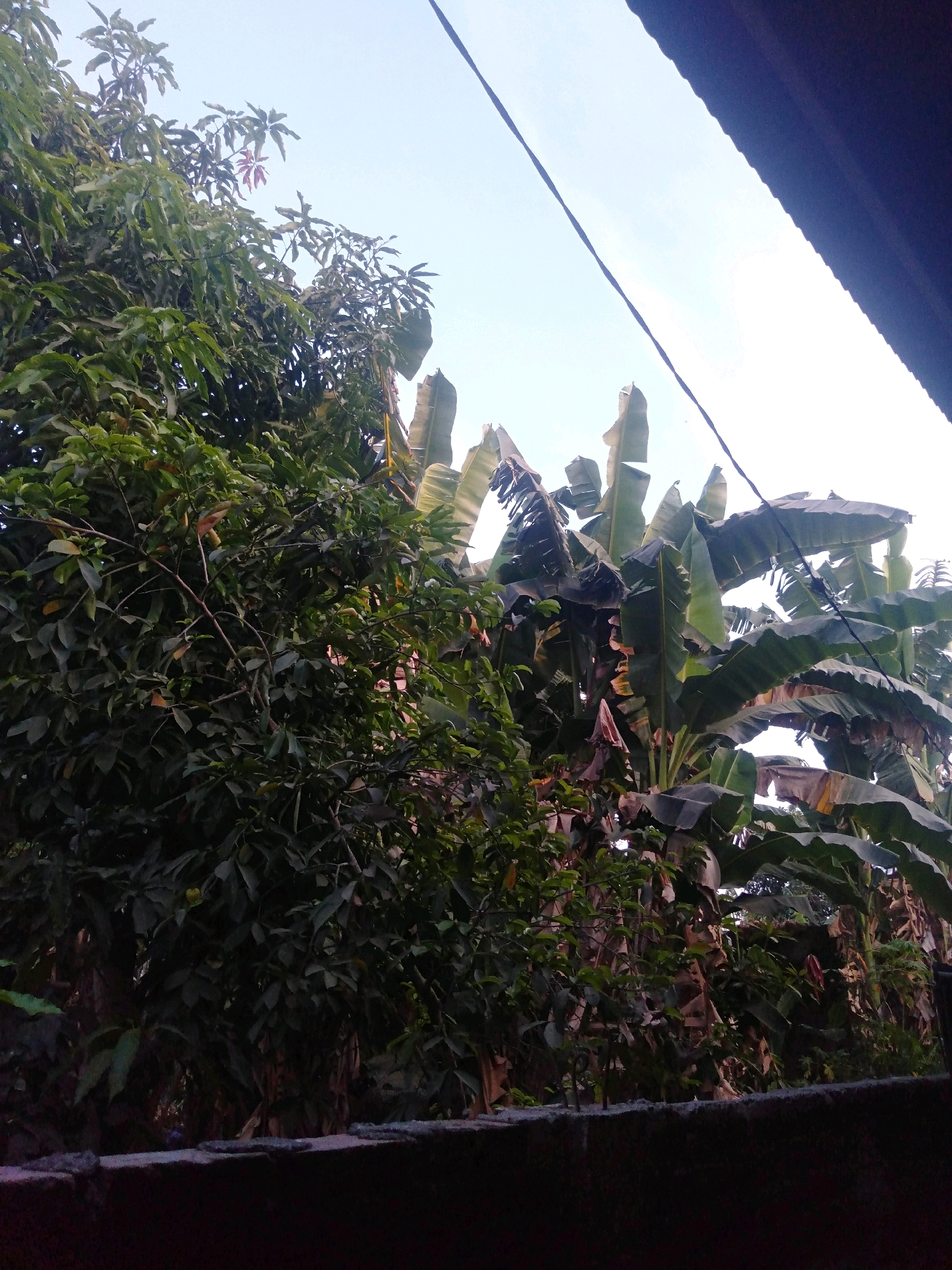 The image captures a natural scene dominated by lush greenery, likely in Pallangga, Indonesia, as indicated by context not present in the visual data itself. In the foreground, a dark, rough-textured concrete wall runs horizontally across the bottom of the frame, suggesting a boundary or a raised platform. Above the wall, a dense cluster of trees and plants fills the majority of the scene. On the left, a large tree with numerous dark green leaves stands prominently. To its right, a stand of banana trees with their characteristic large, broad leaves is visible, some of which are partially torn or weathered. The foliage creates a rich tapestry of varying shades of green, with some lighter green leaves and occasional hints of brown or reddish hues. The sky above is a pale, overcast blue, partially obscured by the trees and a dark, angled roof structure in the upper right corner. A thin, dark wire or cable runs diagonally across the sky from the upper right to the center of the frame. The overall impression is one of abundant vegetation under a diffused sky, possibly indicating a semi-urban or rural setting with a strong natural presence. There are no people or animals visible in the frame.
