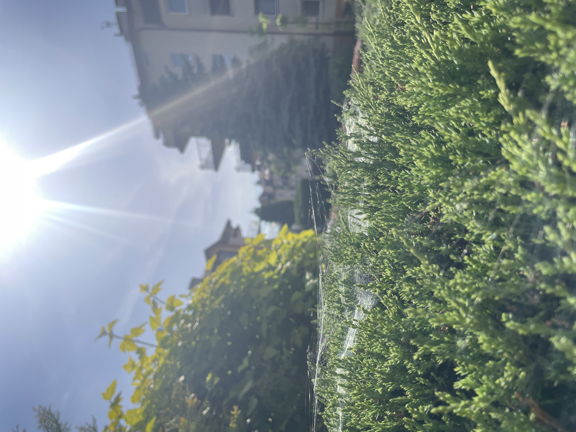 The image shows a close-up of a green bush with a visible spider web attached. In the background, blurred buildings and trees are visible under a bright, sunlit sky. The exact location is Unknown, Unknown.