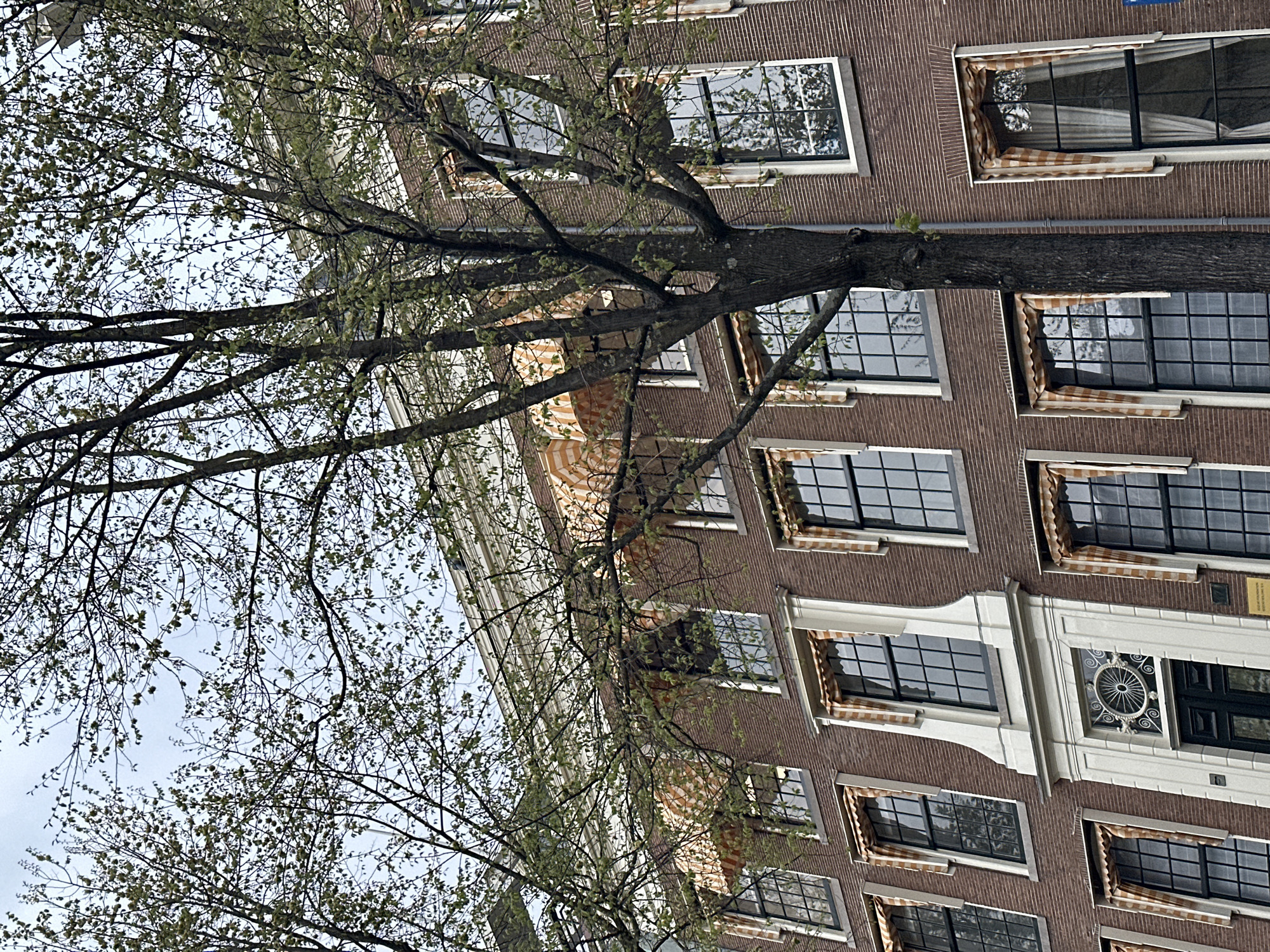 This vertically oriented image captures a street scene, dominated by a large, mature tree in the foreground with numerous branches displaying early spring foliage. Behind the tree stands a multi-story building, characteristic of Dutch architecture with its brown brick facade and tall, rectangular windows. Many windows feature striped, orange and beige roll-up awnings, partially retracted.
The lighting suggests an overcast daytime sky, visible through the tree's canopy. Architectural details include white decorative elements around some windows, most notably an ornate white frame with a circular, spoked metal grille and what appears to be an address number '1' below it. A small, light-colored plaque is visible on the brickwork, near the right side of the image, bearing partially legible text including "NEDERL." (likely an abbreviation for Netherlands). The scene is static, portraying the juxtaposition of natural elements with urban architecture, typical of Amsterdam in springtime.