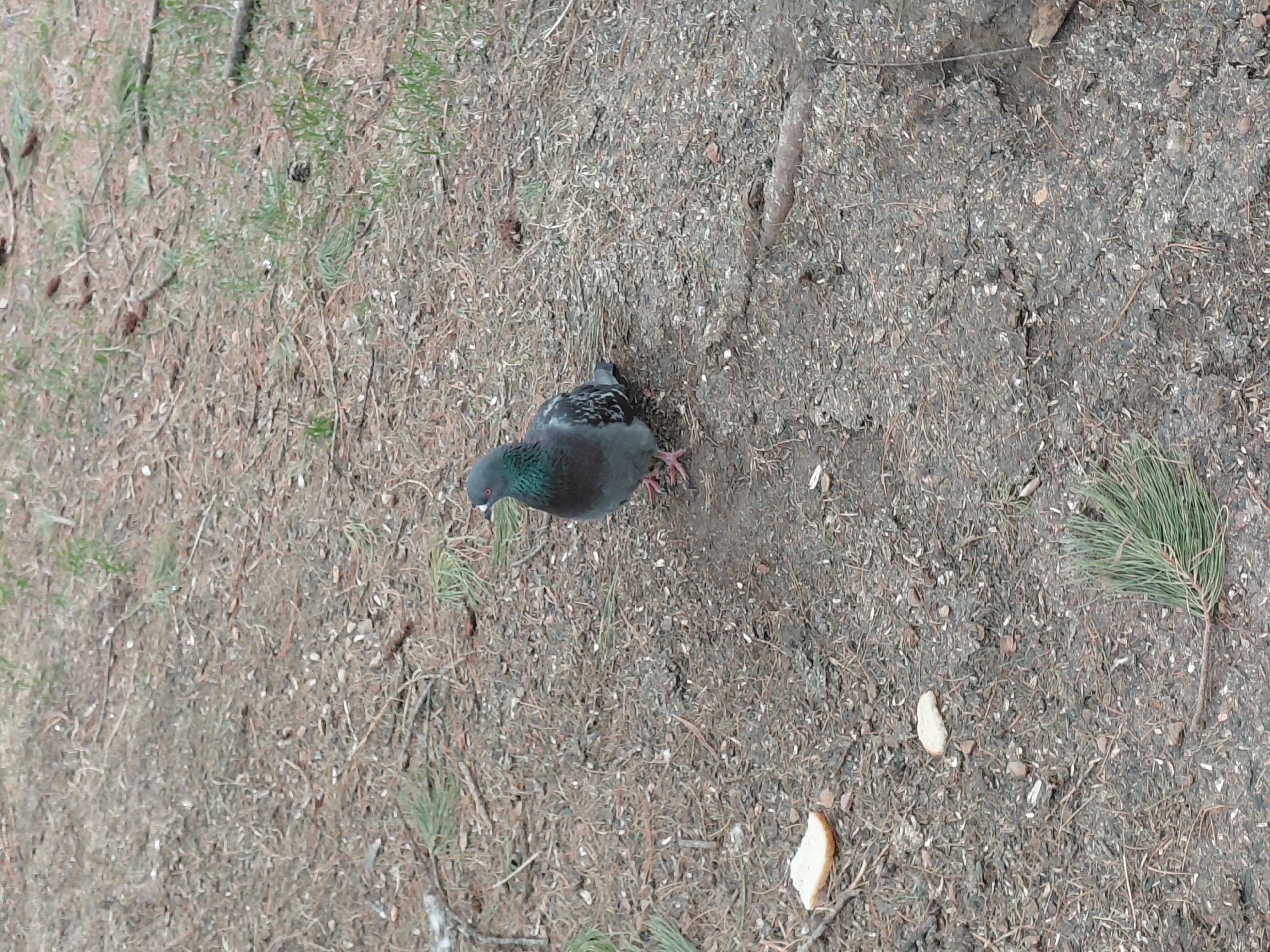 A pigeon stands on soil that is littered with pine needles, twigs, and two pieces of bread. A sprig of pine needles lies to the right of the bird. The location may be the city of Nadym, Russia.