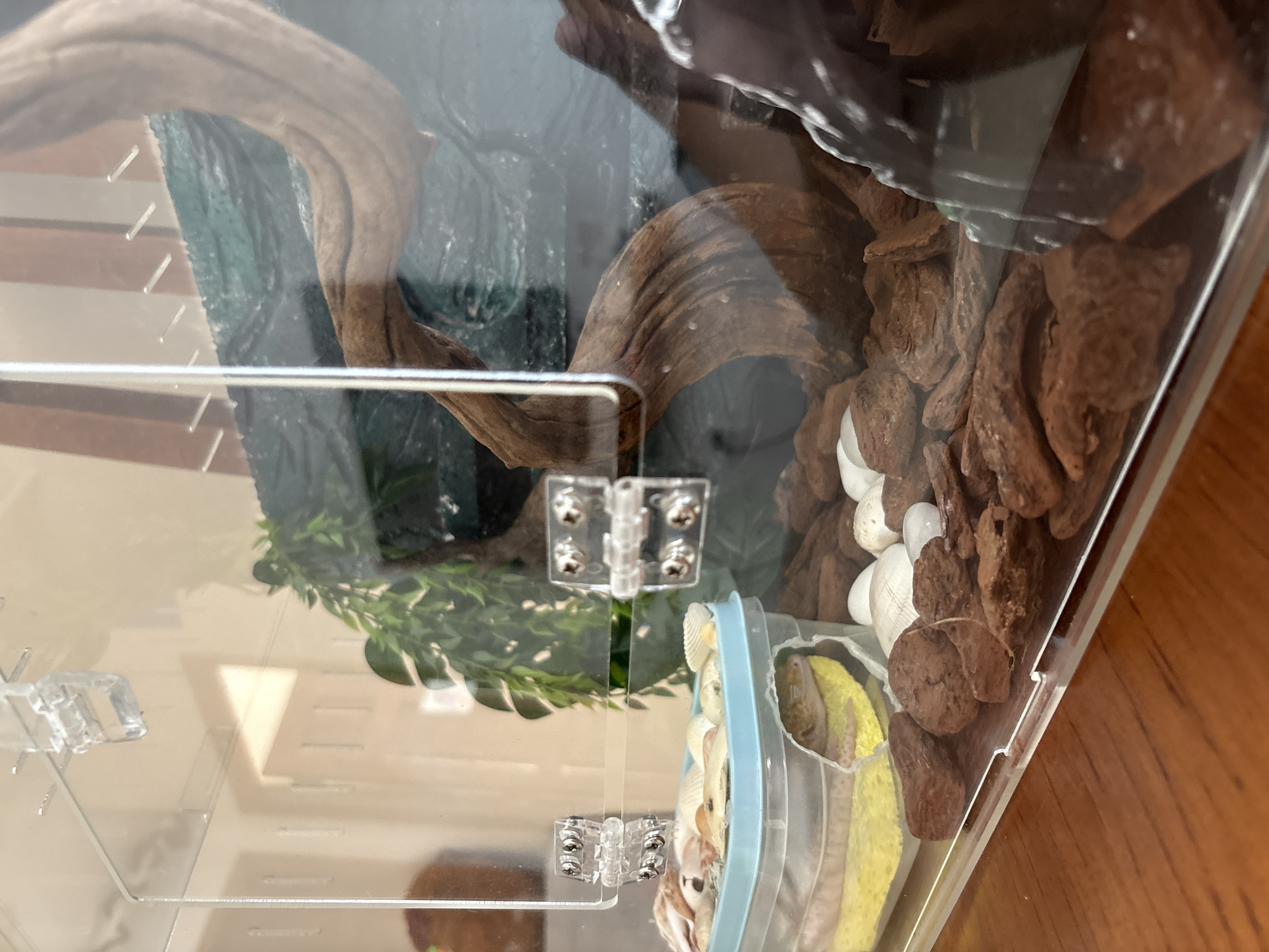 A leopard gecko is partially visible in a clear plastic terrarium. The gecko, yellow and spotted, is nestled within a clear plastic container filled with yellow substrate and topped with an assortment of seashells. The terrarium also contains various pieces of bark or wood, as well as a green, artificial plant. The terrarium is situated on a wooden surface. The background is blurred, showing hints of indoor lighting and furniture. The image does not provide any information about the city of Nha Trang Ward, Vietnam, or any specific location within it.