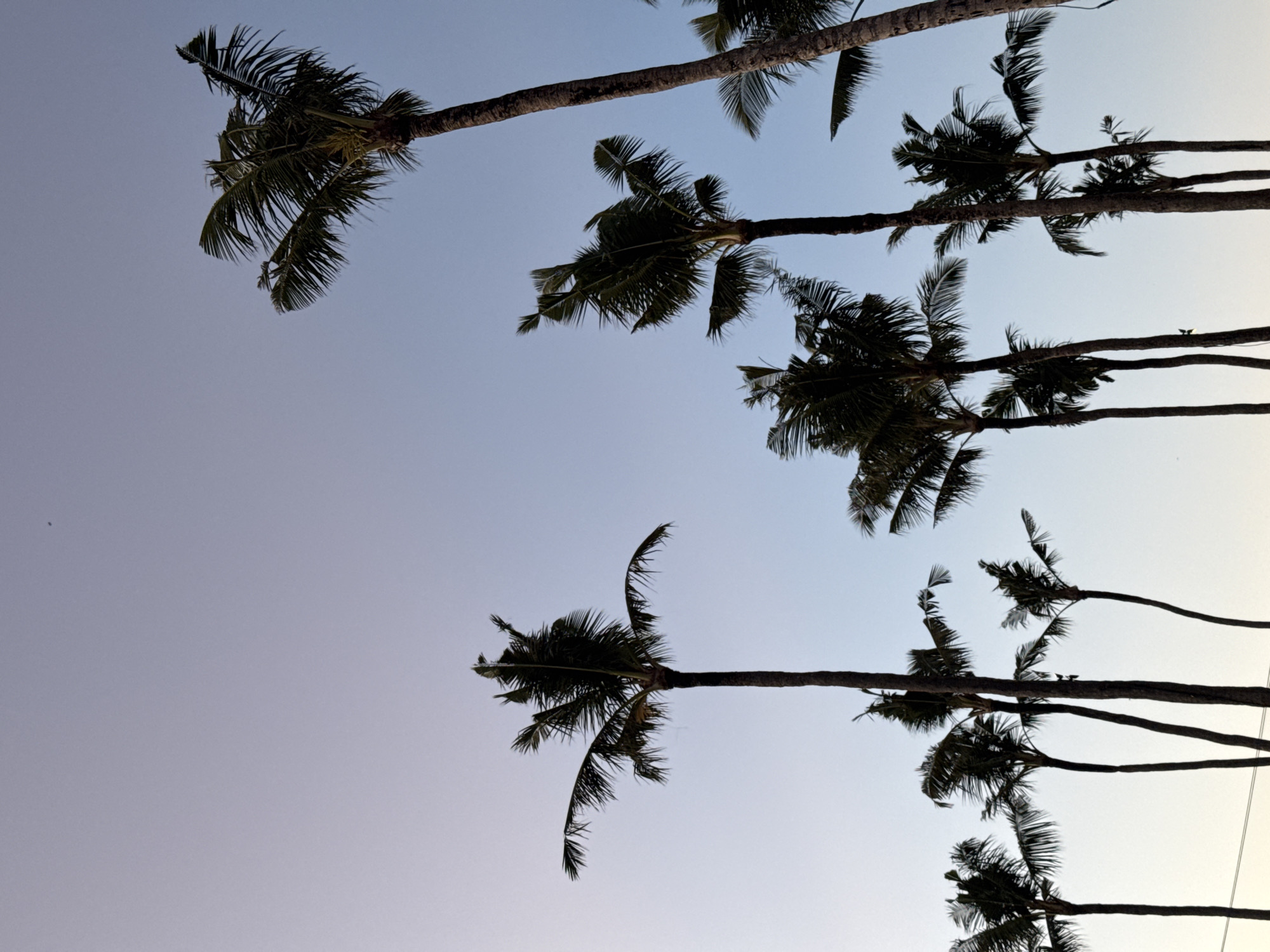 The image shows a view of palm trees against a gradient blue and white sky. The trees are in Cemagi, Indonesia. The perspective is from below, looking upwards at the palm trees, which are silhouetted against the bright sky. There are several palm trees in the frame, with their trunks extending into the distance. The fronds of the palm trees are visible, creating a dense canopy. There are no people visible in the frame.