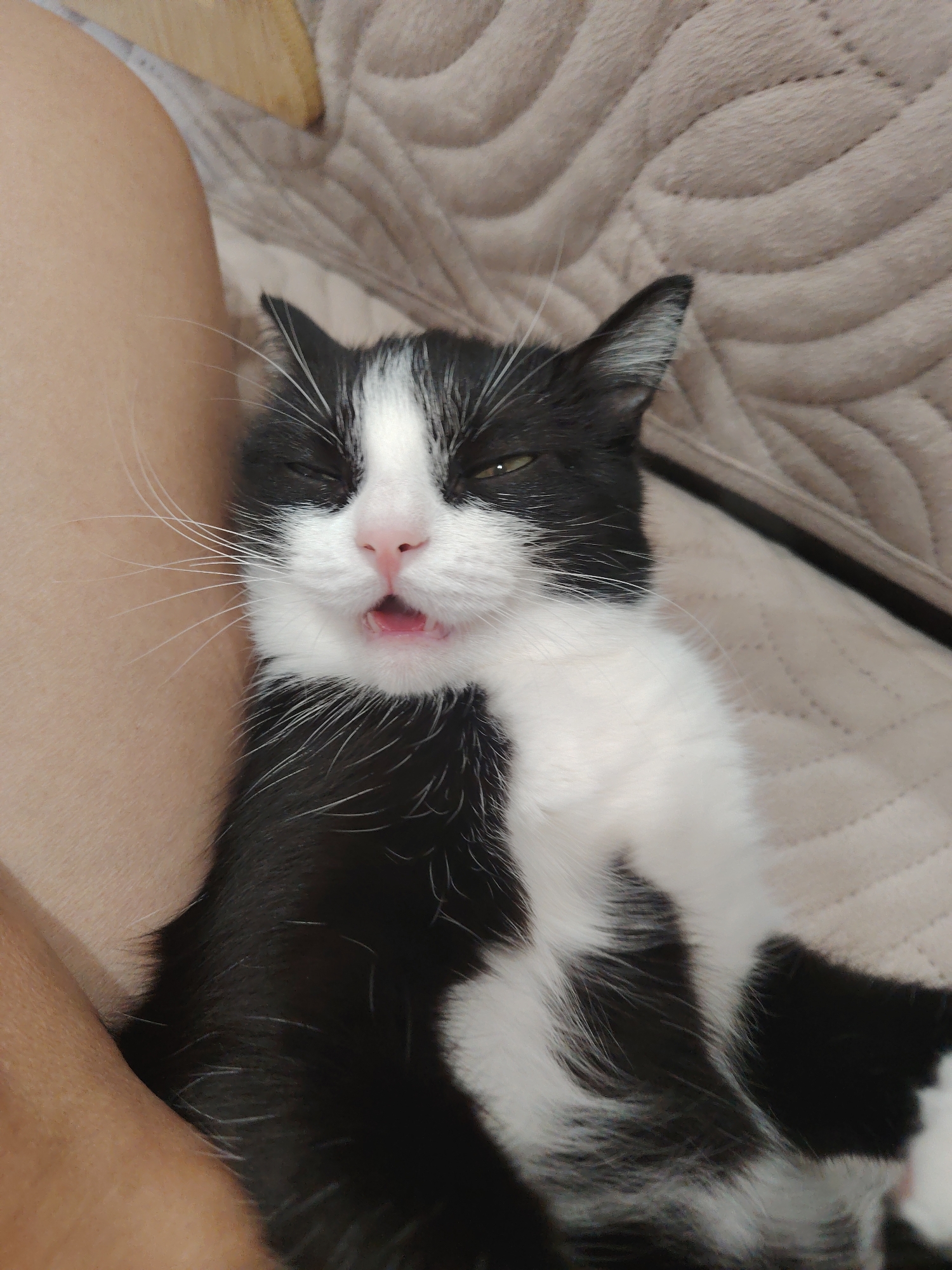 A black and white cat is lying on a textured, light-colored surface. The cat's eyes are mostly closed, and its mouth is slightly open, revealing its tongue. The cat's fur is predominantly black with white markings on its chest and face. A person's leg is visible on the left side of the image, adjacent to the cat. The background surface appears to be a blanket or upholstered furniture.