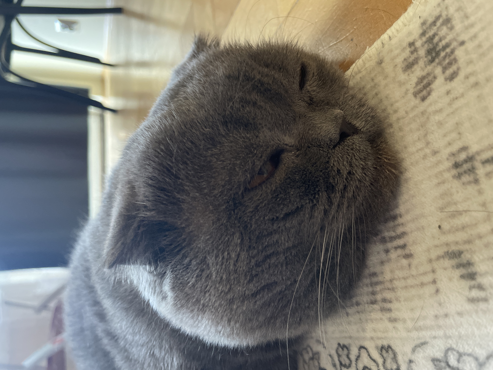 A gray Scottish Fold cat is lying down on a white rug with a gray pattern. The cat's eyes are mostly closed, and it is facing slightly to the right. A TV and wall are visible in the background. The setting appears to be indoors.