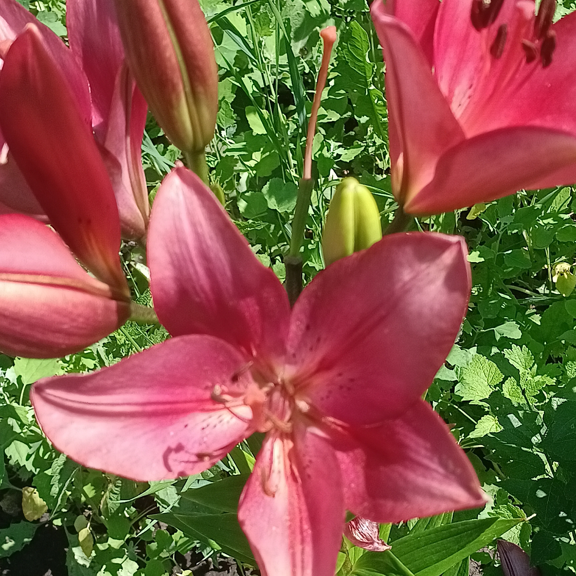 The image displays a close-up view of several vibrant pink lilies in bloom, nestled amidst lush green foliage. The lilies, with their delicate petals and prominent stamens, are the central focus of the composition. Some of the flowers are fully open, revealing their intricate details, while others are still in bud form, hinting at future blossoms. The background is a soft blur of green leaves and stems, creating a natural and serene setting. The lighting suggests a bright, sunny day, with shadows playing across the petals and leaves. The image appears to have been taken outdoors, likely in a garden or park. No people are visible in the image, nor are there any specific identifiable landmarks or structures. The scene depicts a moment of natural beauty, capturing the essence of summer flora. There is no information available regarding the specific location in the city of Tornovoye, Russia, as no geographical indicators are present in the image itself.