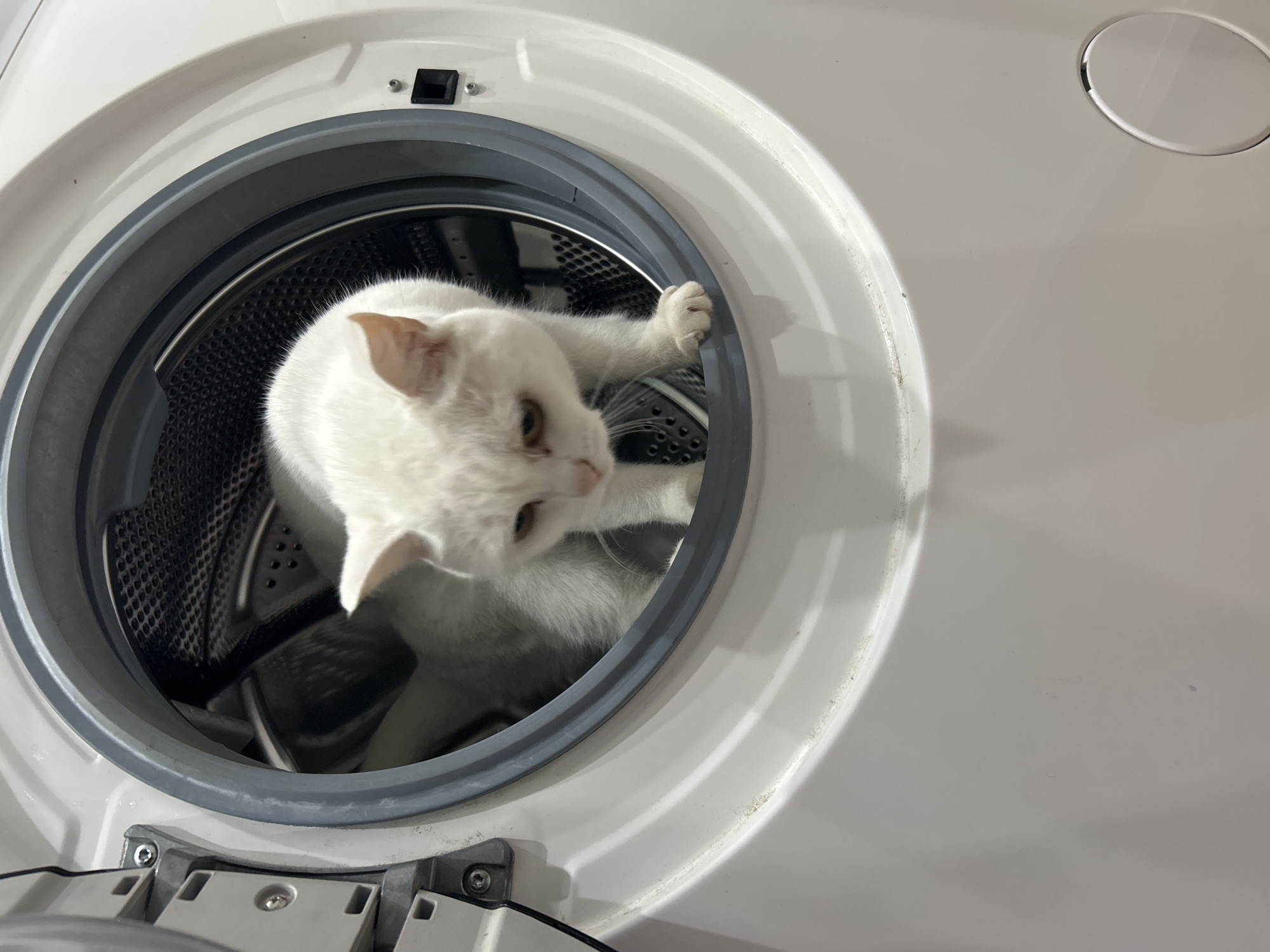 A curious white cat is captured inside the drum of a front-loading washing machine in a domestic setting in Chaikovsky, Russia. The cat, with soft white fur and faint light brown markings on its ears, is the central subject of the image. Its head is slightly turned to the right, and its light-colored eyes are looking out of the machine, suggesting a moment of exploration or play. One of the cat's front paws is visible, gently resting on the gray rubber seal that surrounds the washing machine's circular opening.
The washing machine itself is white and appears clean and modern. The interior of the drum is dark, metallic, and features a textured surface with numerous small perforations, characteristic of a laundry appliance. The lighting in the scene is bright, illuminating the white surfaces of the machine and the cat's fur. No people are visible, and there is no discernible text on the appliance. The angle of the shot looks down into the machine, providing a clear view of the cat's playful investigation of its temporary enclosure. The time of day is not indicated but the setting is clearly indoors.