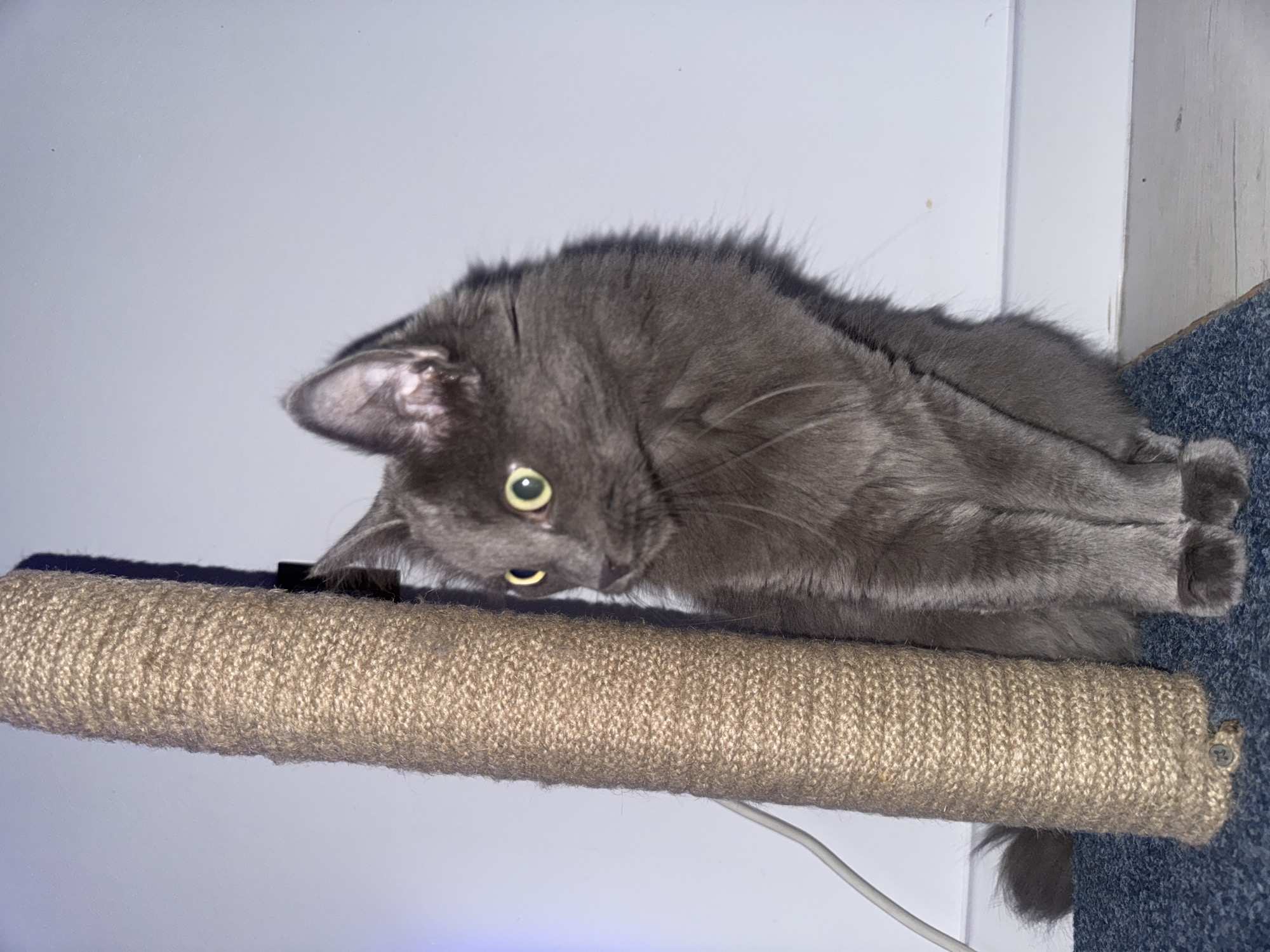 A gray, long-haired cat is the central subject of this indoor photograph. The cat is positioned on what appears to be a multi-level cat tree, specifically on a dark blue carpeted platform. Its body is mostly visible, extending towards the right side of the frame.
The cat has fluffy, charcoal-colored fur and striking bright yellow-green eyes with black pupils, which are wide open and directed downwards and slightly to the left. Its head is tilted, giving it an alert and curious expression. Its ears are perked forward, and some of its white whiskers are visible.
In the foreground, a vertical scratching post, wrapped in light brown, tightly woven sisal rope, stands partially in front of the cat's head and chest. The background is a plain, brightly lit white wall. A thin white cable is visible running along the wall in the lower right section of the image.
The activity taking place is the cat intently observing something out of frame below or to the left, indicated by its focused gaze and lowered head. The lighting suggests an indoor setting, likely under artificial illumination. No specific time of day or weather is discernible, and there is no visible text. The location is an indoor space within a home in Varna, Bulgaria.